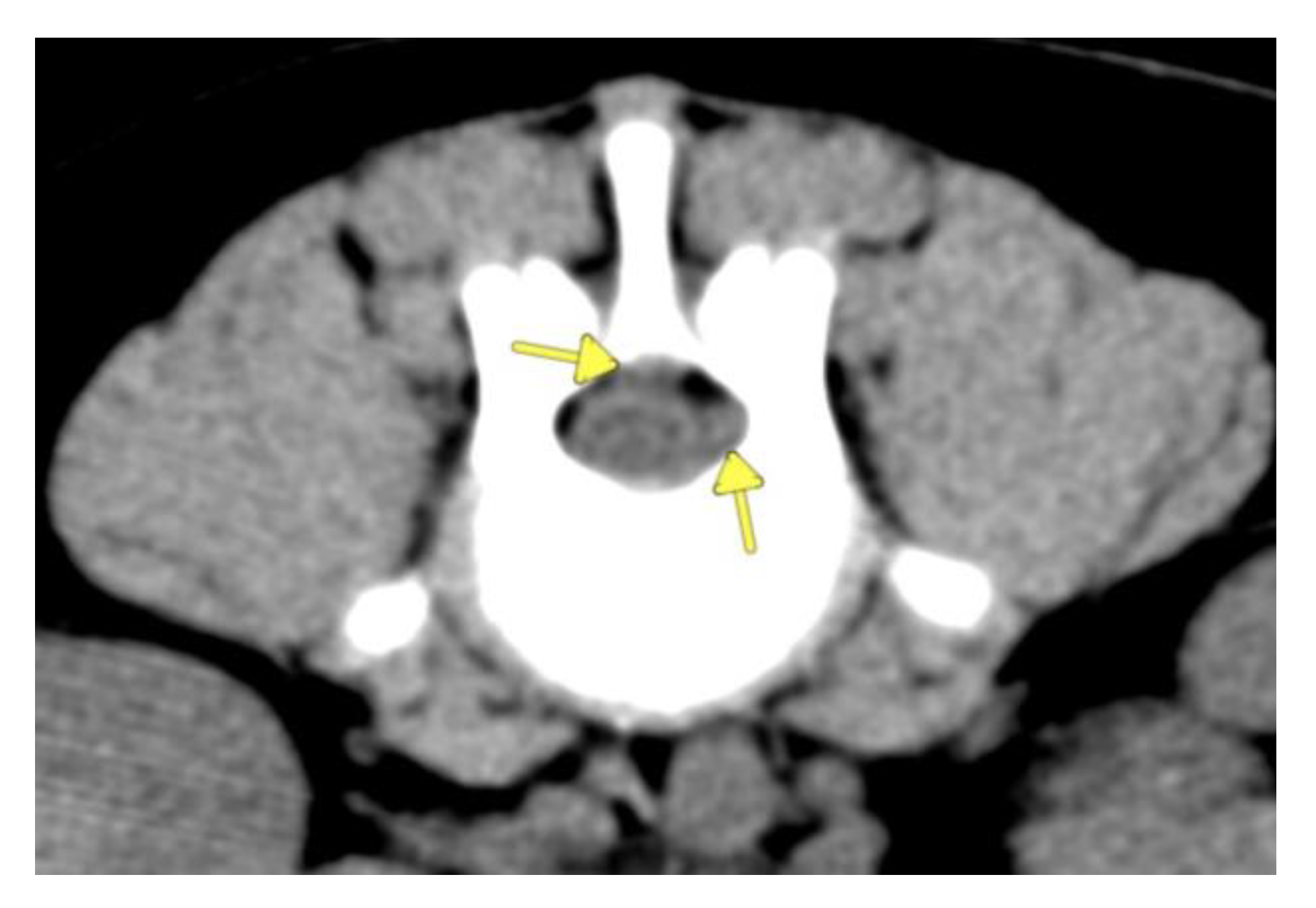 Vetsci 09 00638 g003