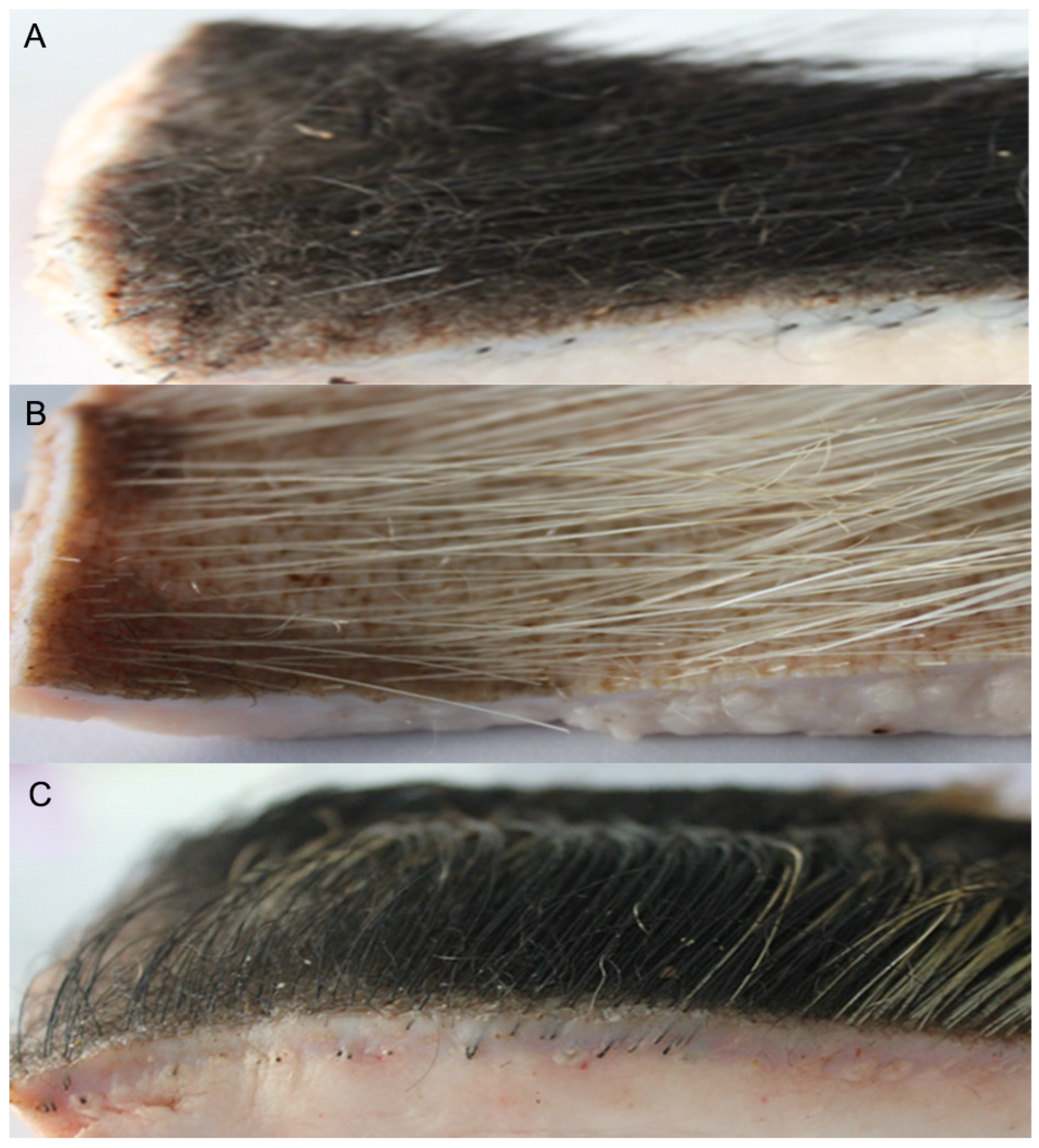 Vetsci 09 00639 g002 Vetsci 09 00639 g002