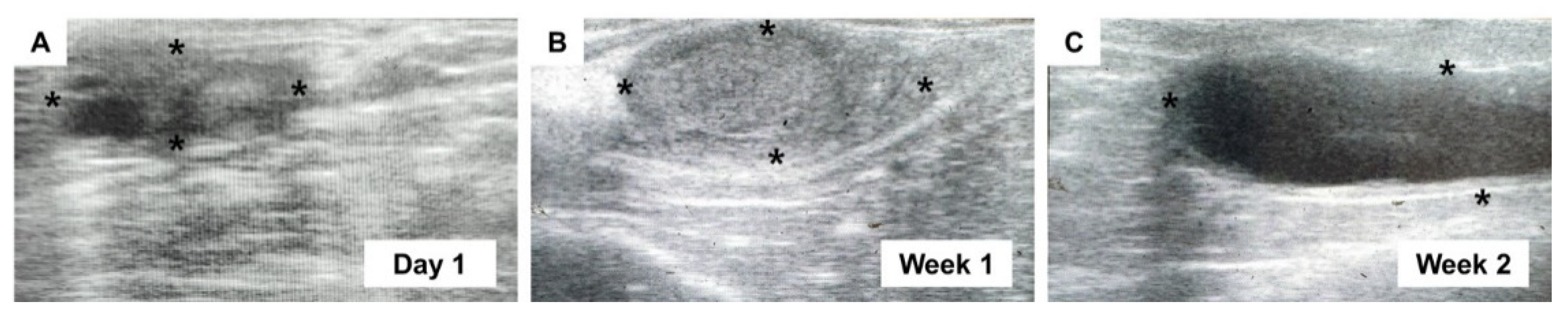 Vetsci 09 00643 g001