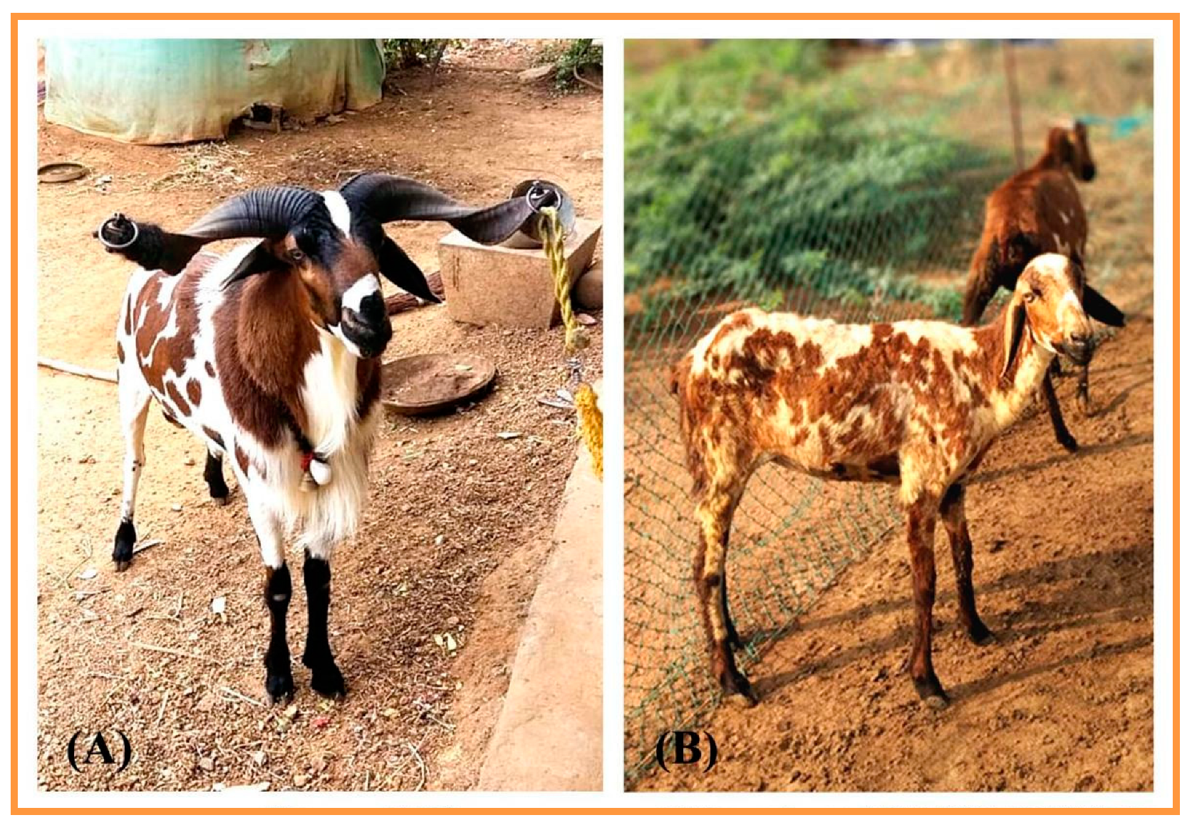 Veterinary Sciences | Free Full-Text | Histomorphology and Chemical Constituents of Interdigital Gland of Vembur Sheep, Ovis aries Veterinary Sciences | Free Full-Text | Histomorphology and Chemical Constituents of Interdigital Gland of Vembur Sheep, Ovis aries