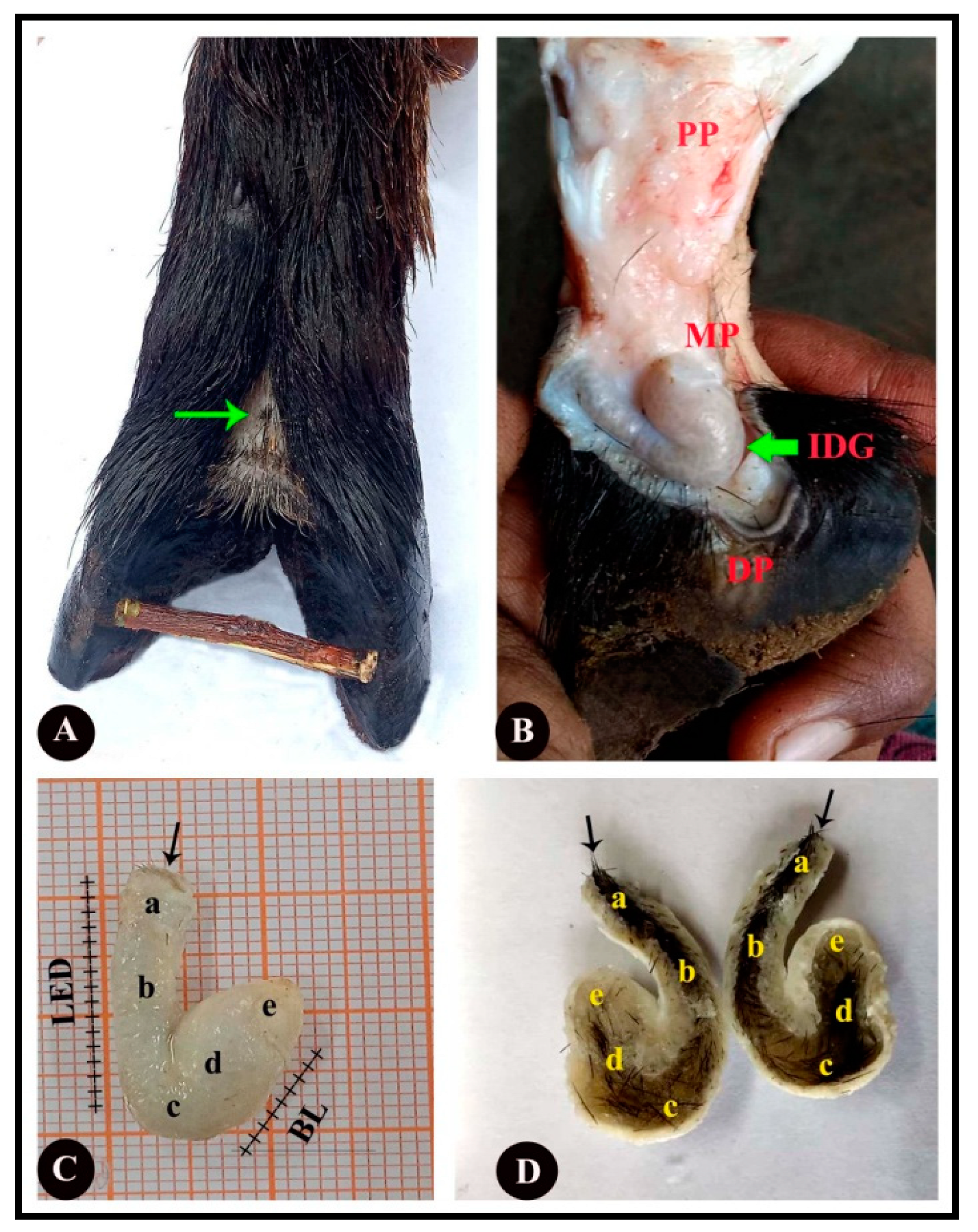 Vetsci 09 00647 g002