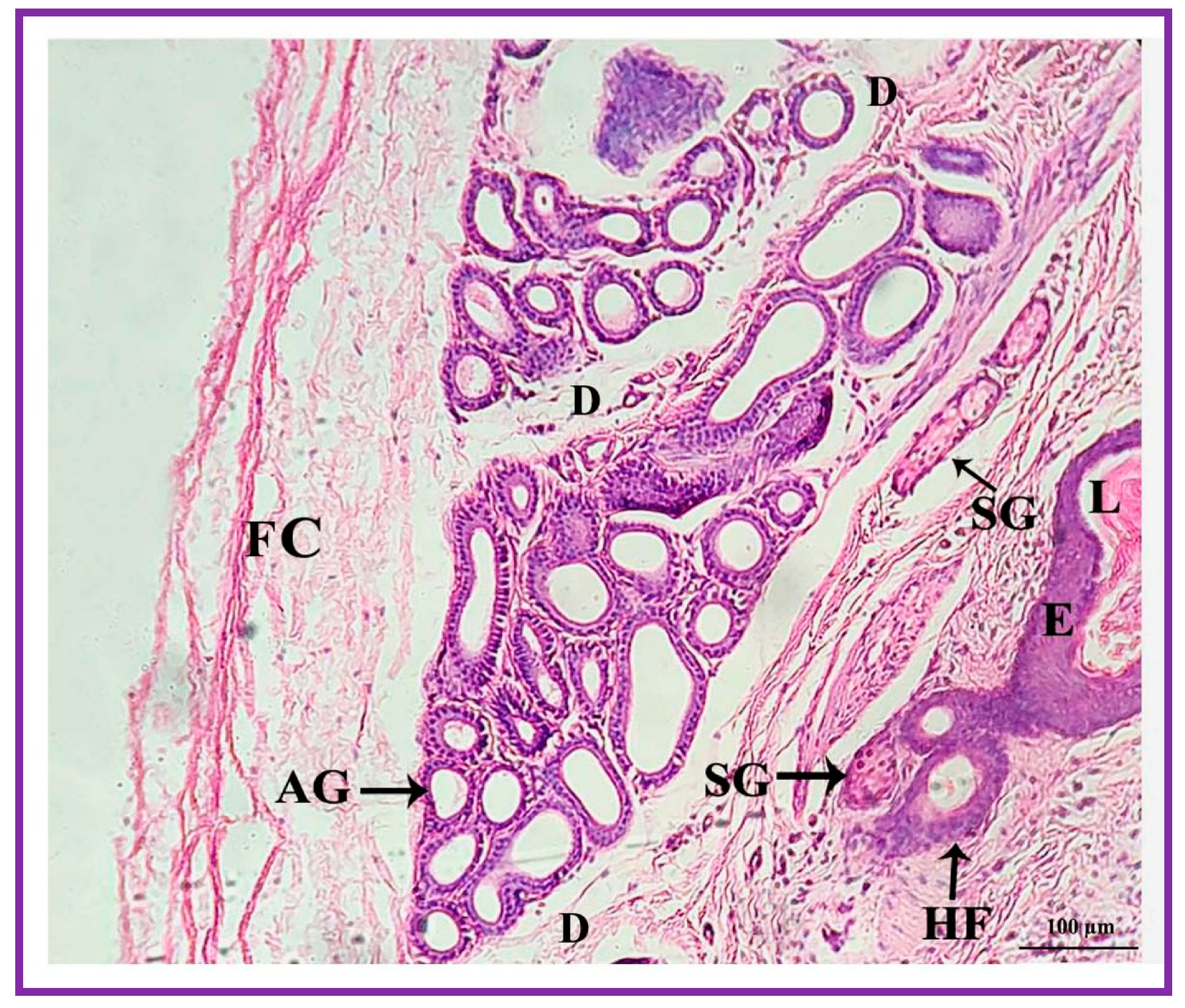 Vetsci 09 00647 g004