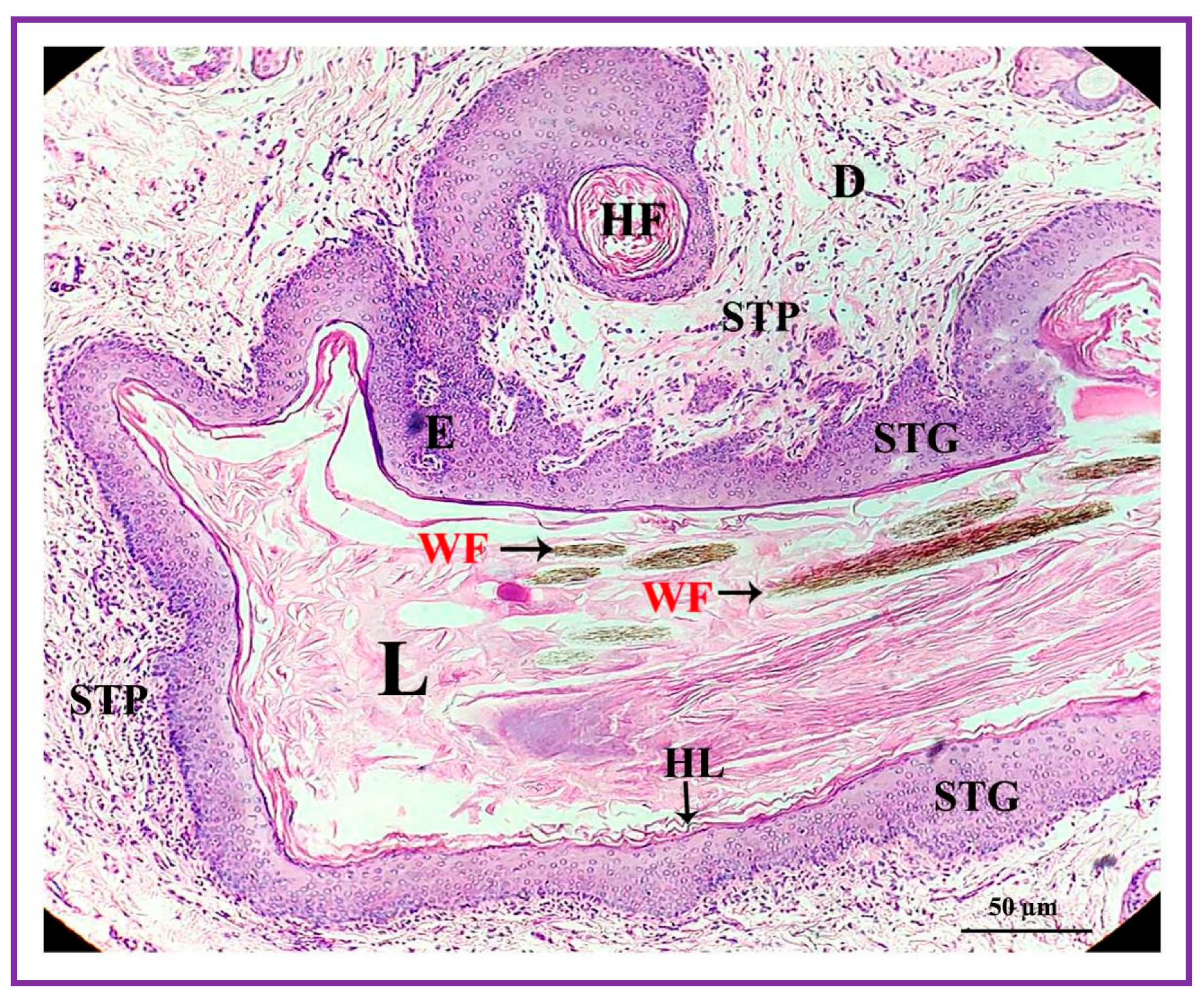 Vetsci 09 00647 g005