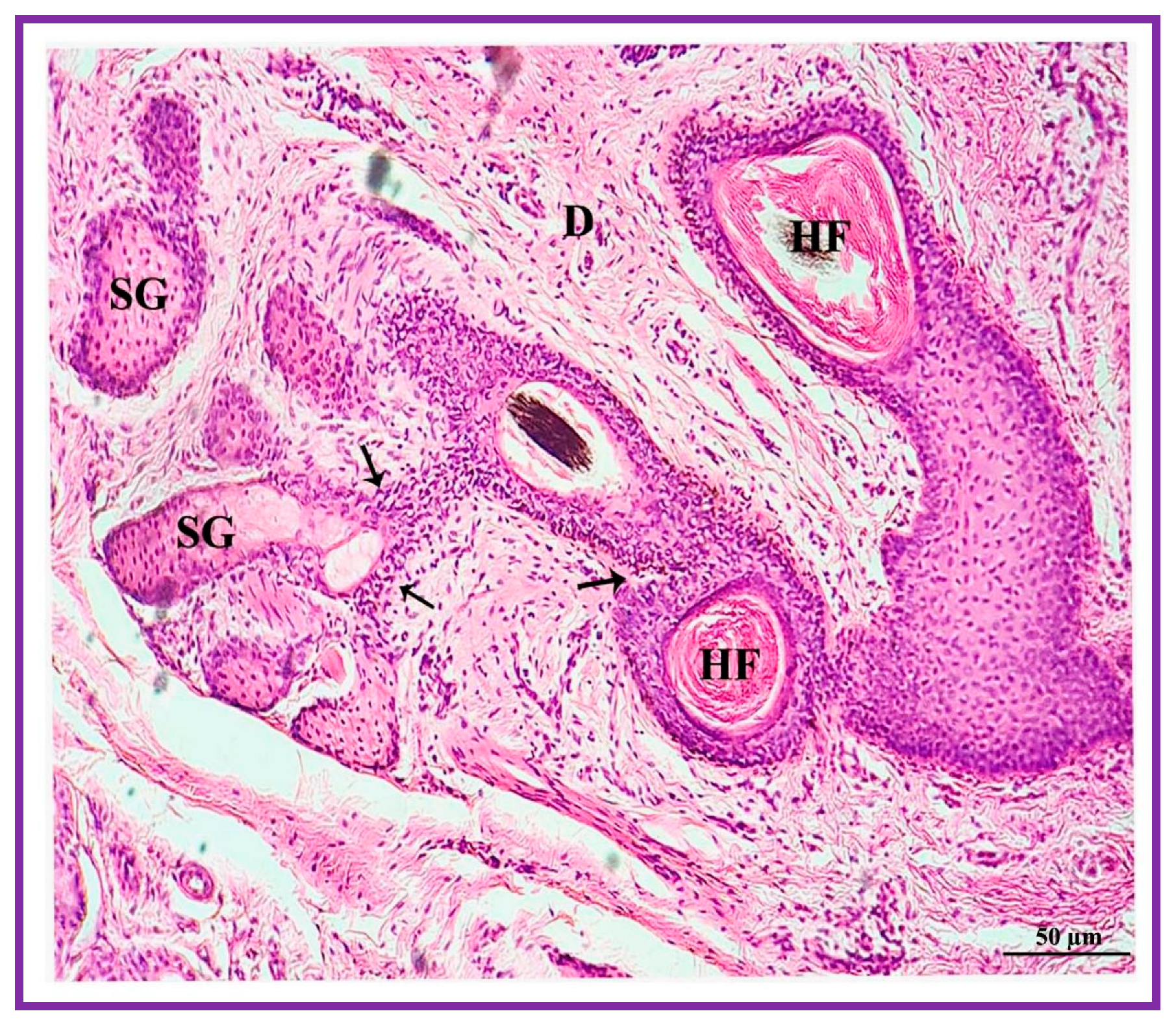 Vetsci 09 00647 g007