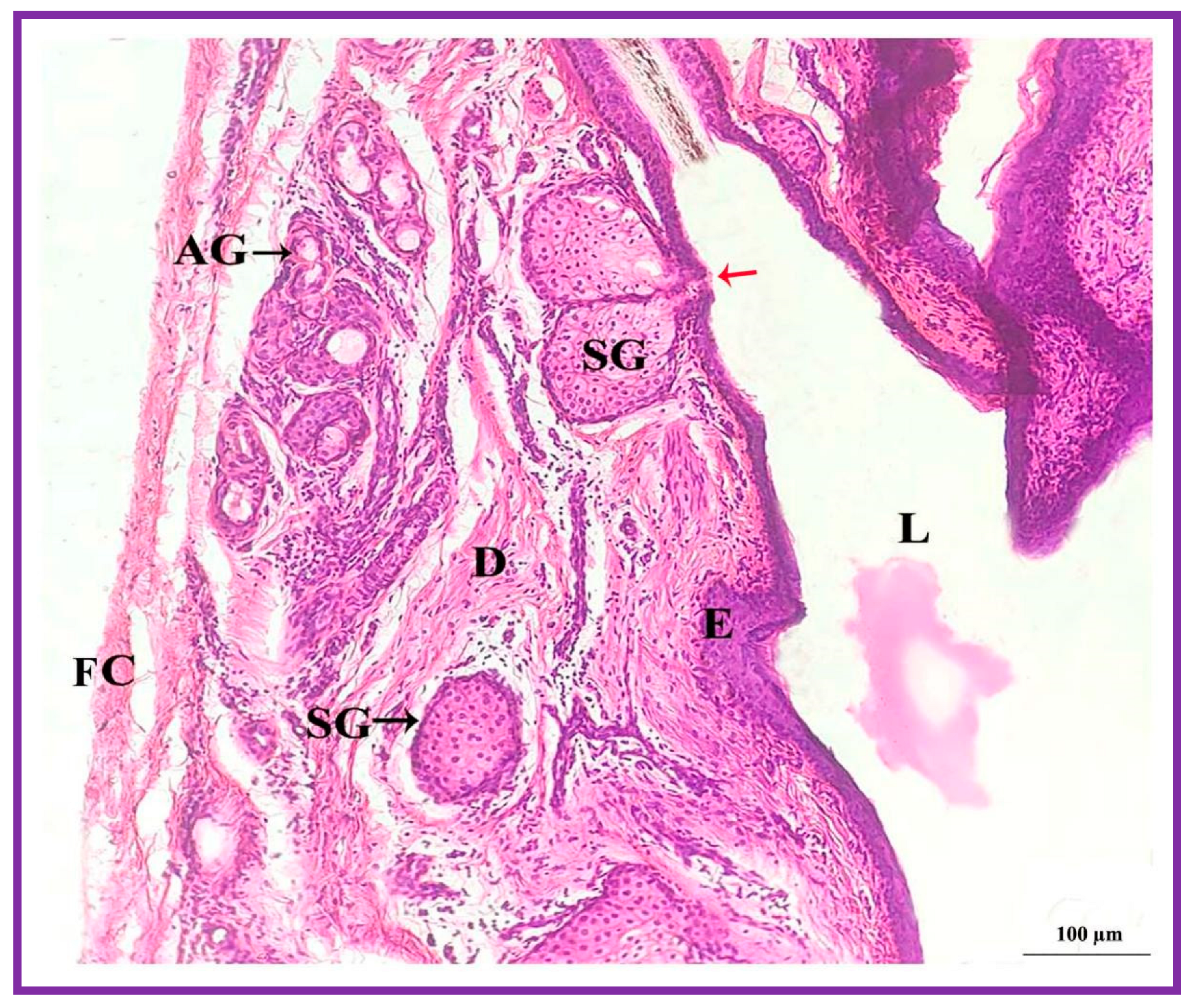 Vetsci 09 00647 g010