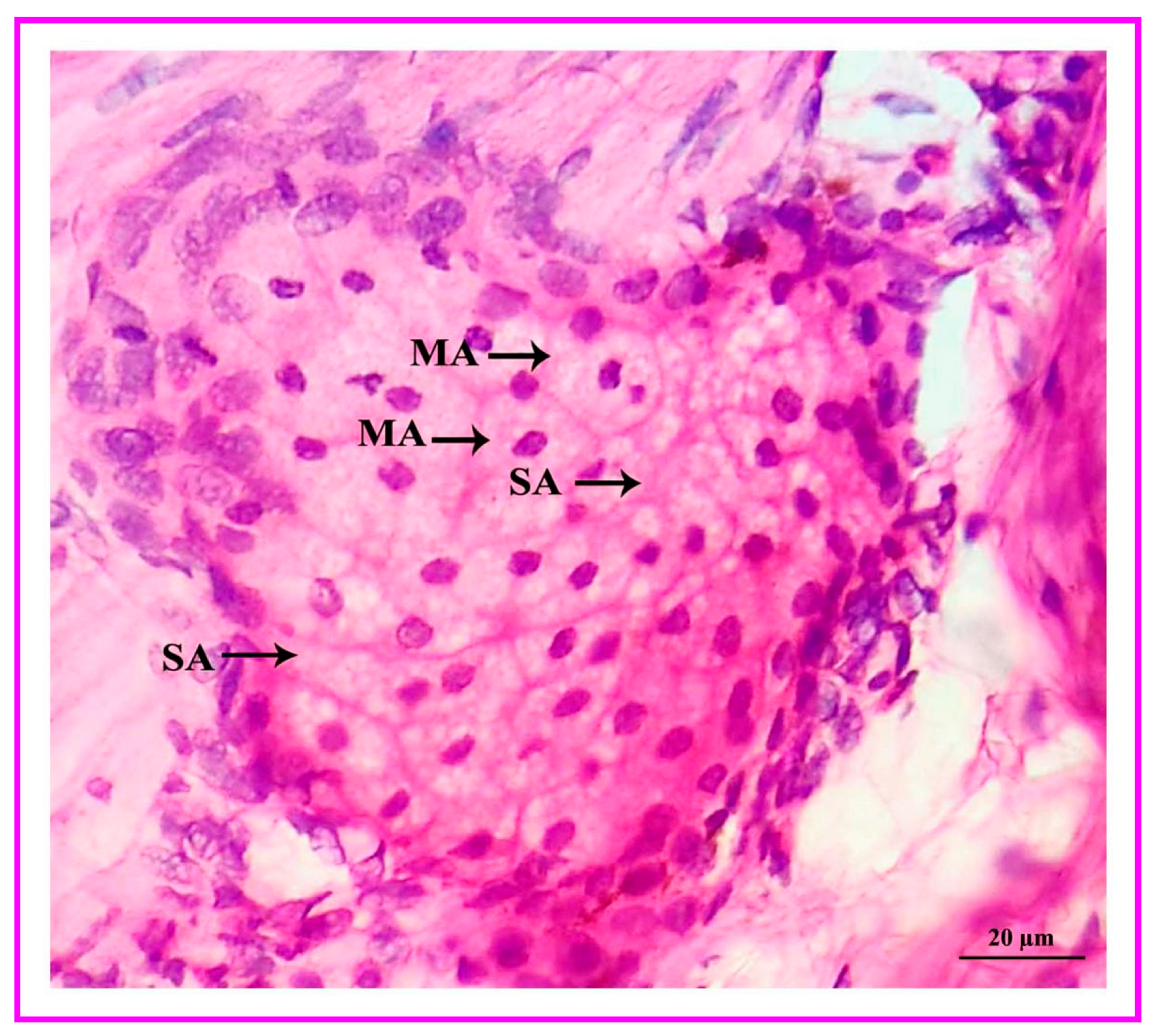 Vetsci 09 00647 g011