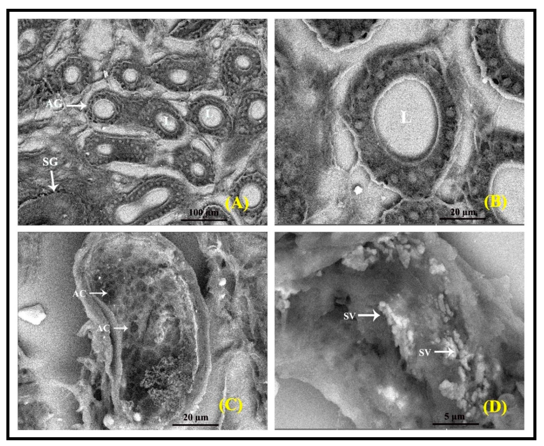 Vetsci 09 00647 g012