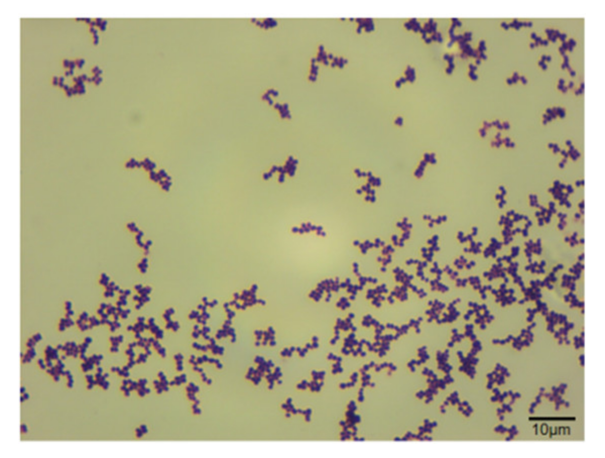 Vetsci 09 00653 g002