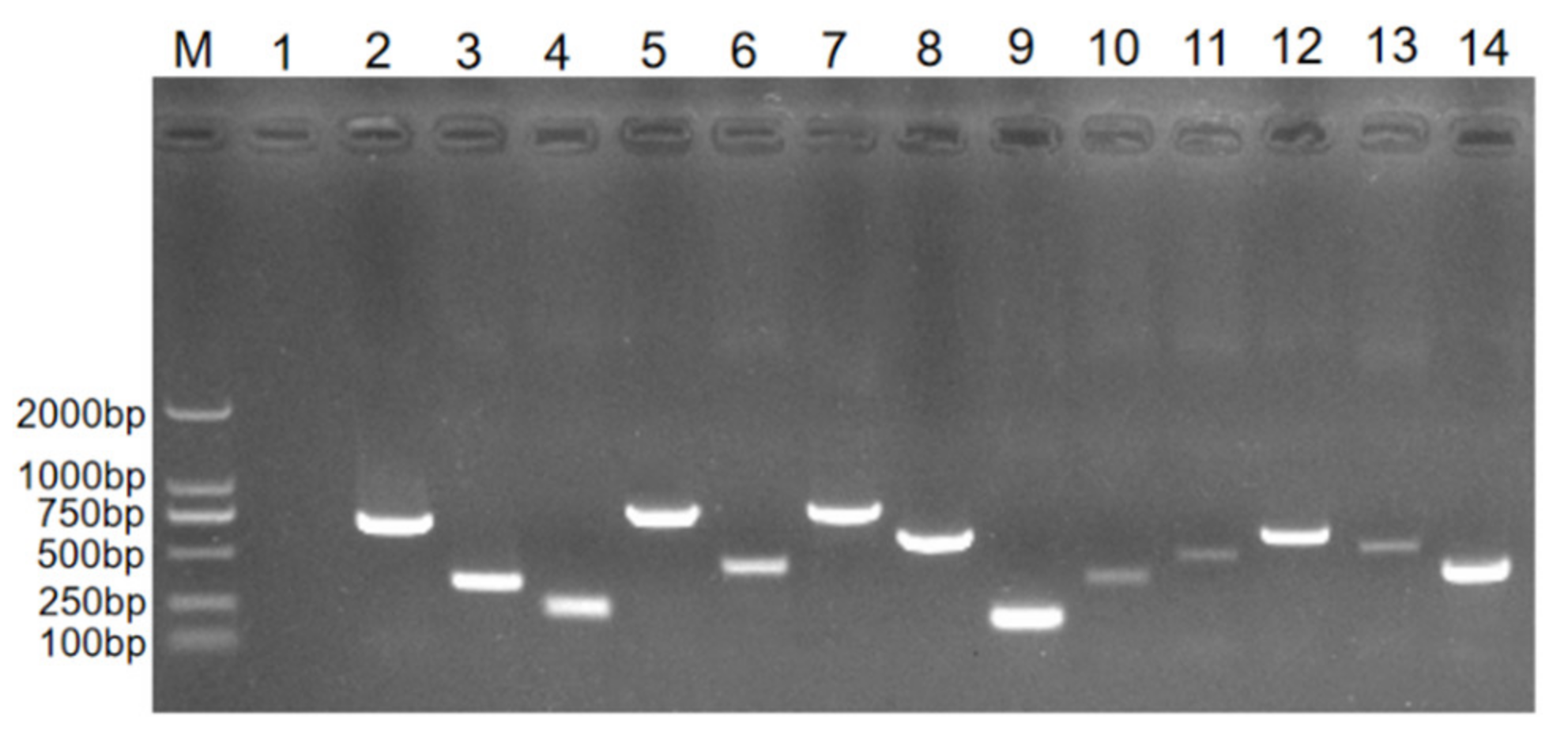 Vetsci 09 00653 g005