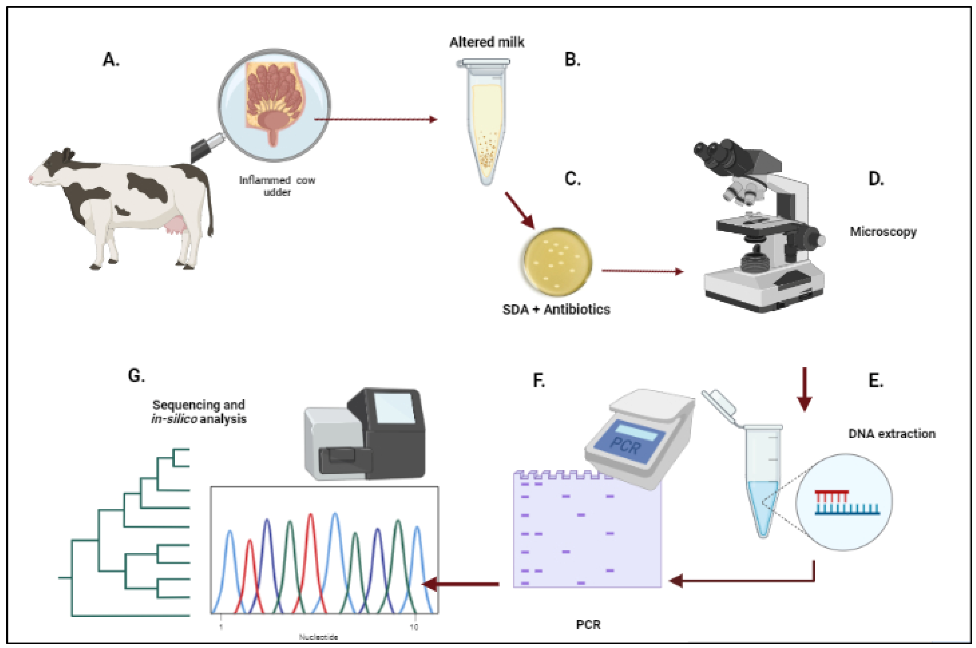 Vetsci 09 00659 g001
