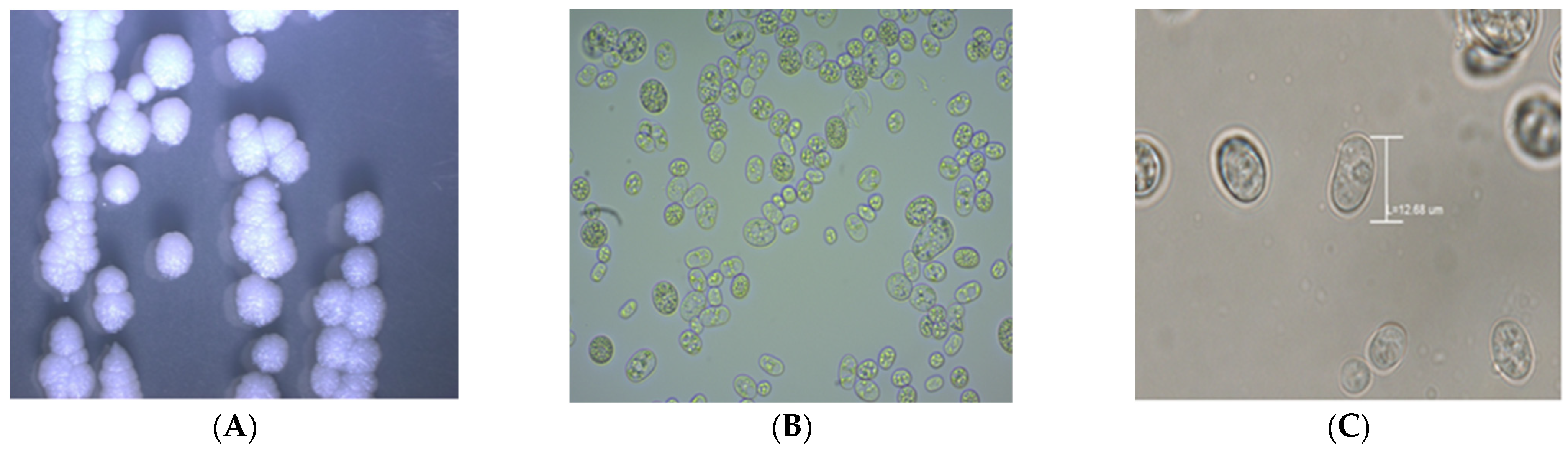 Vetsci 09 00659 g002