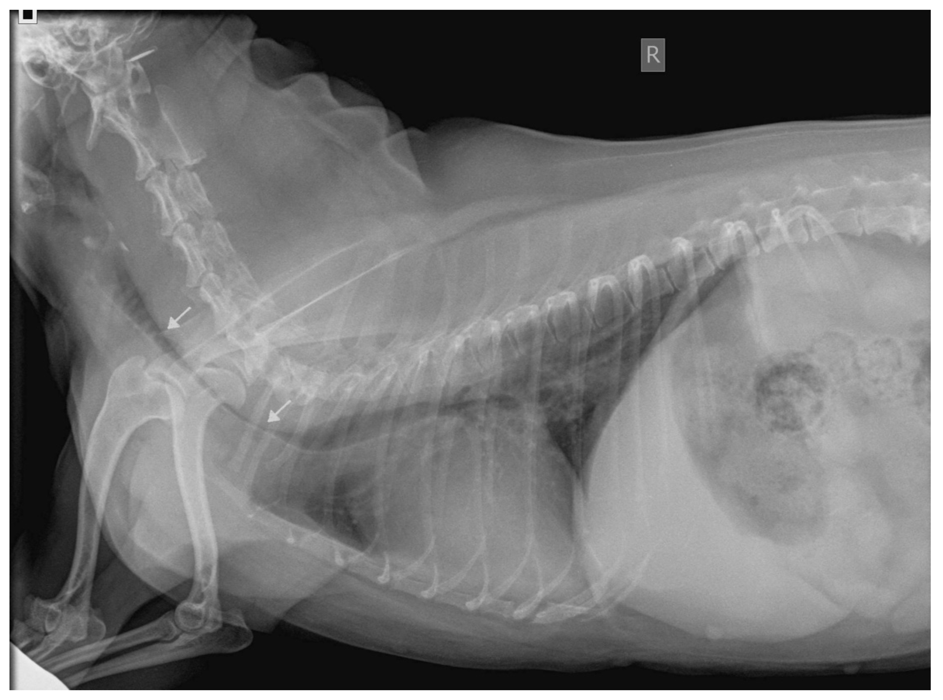 Reverse Sneezing in Dogs Observational Study in 30 Cases
