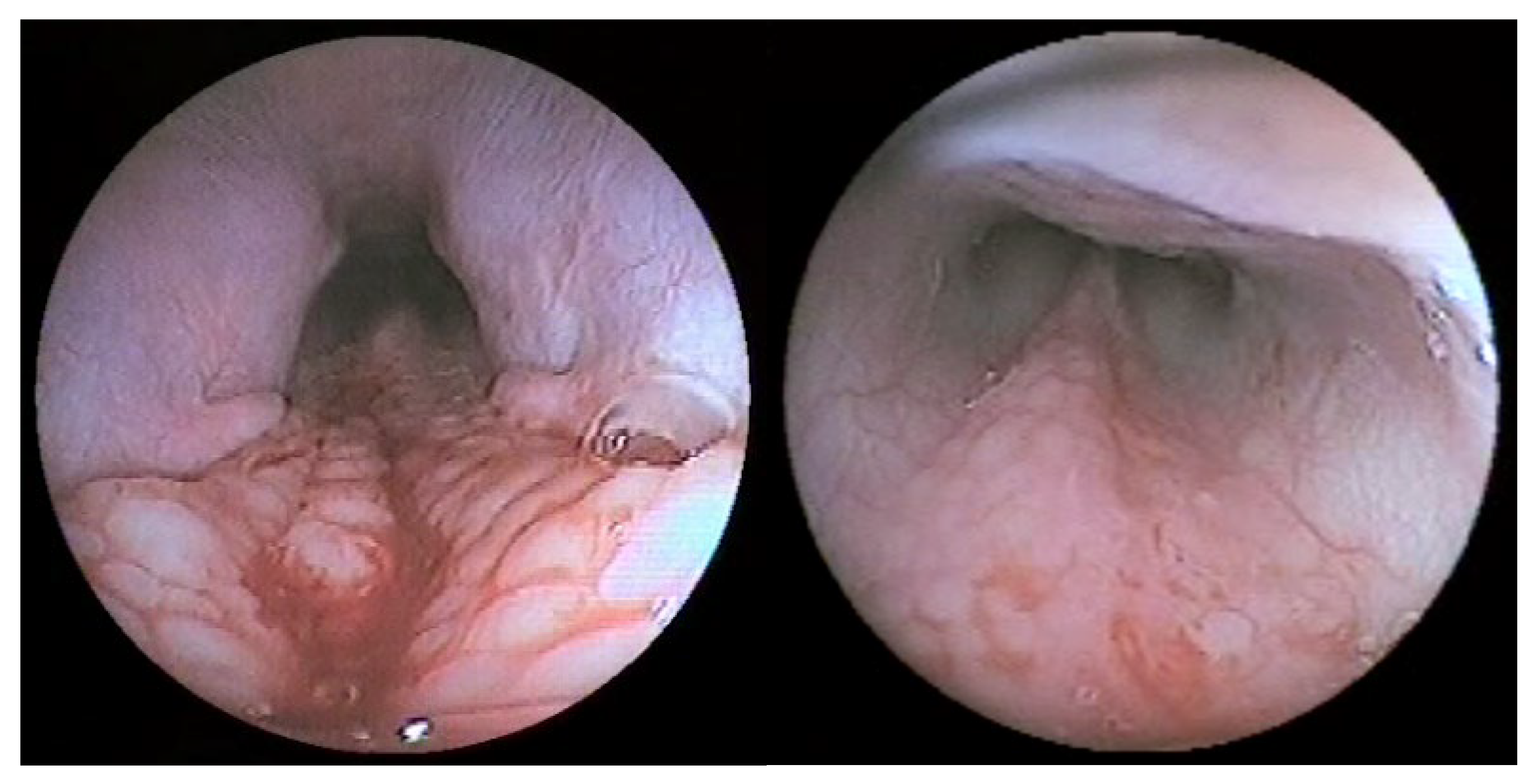 Vetsci 09 00665 g002