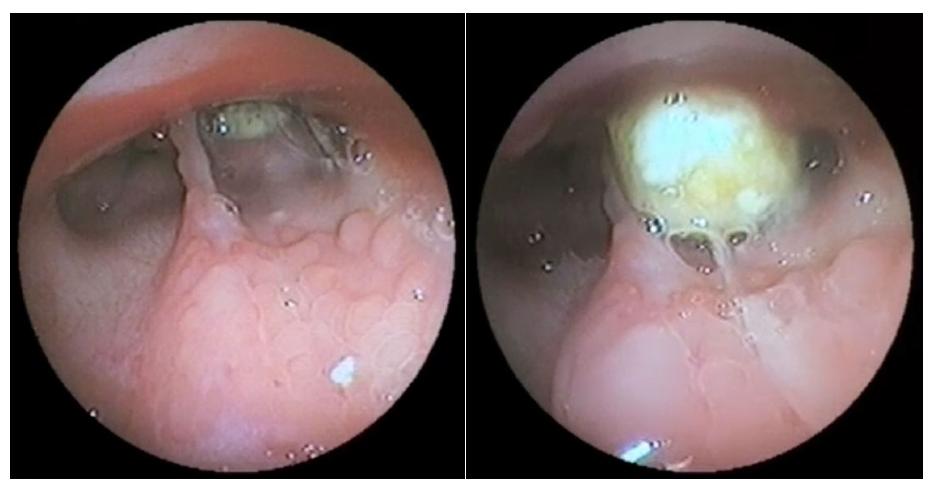 Vetsci 09 00665 g003