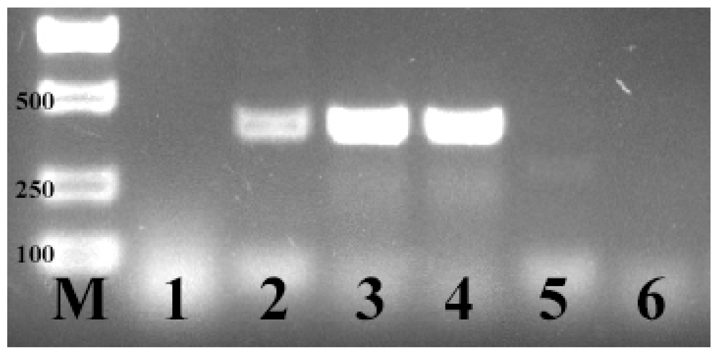 Vetsci 09 00670 g001 Vetsci 09 00670 g001