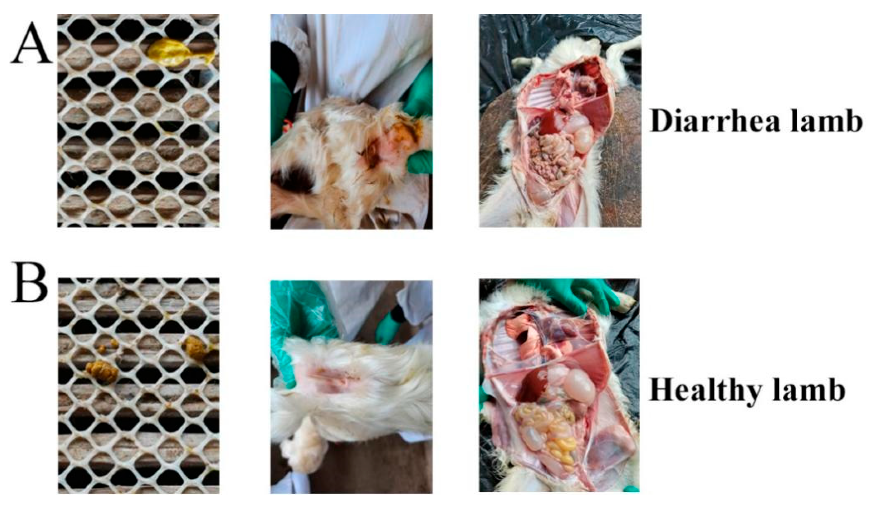 Vetsci 09 00670 g002 Vetsci 09 00670 g002