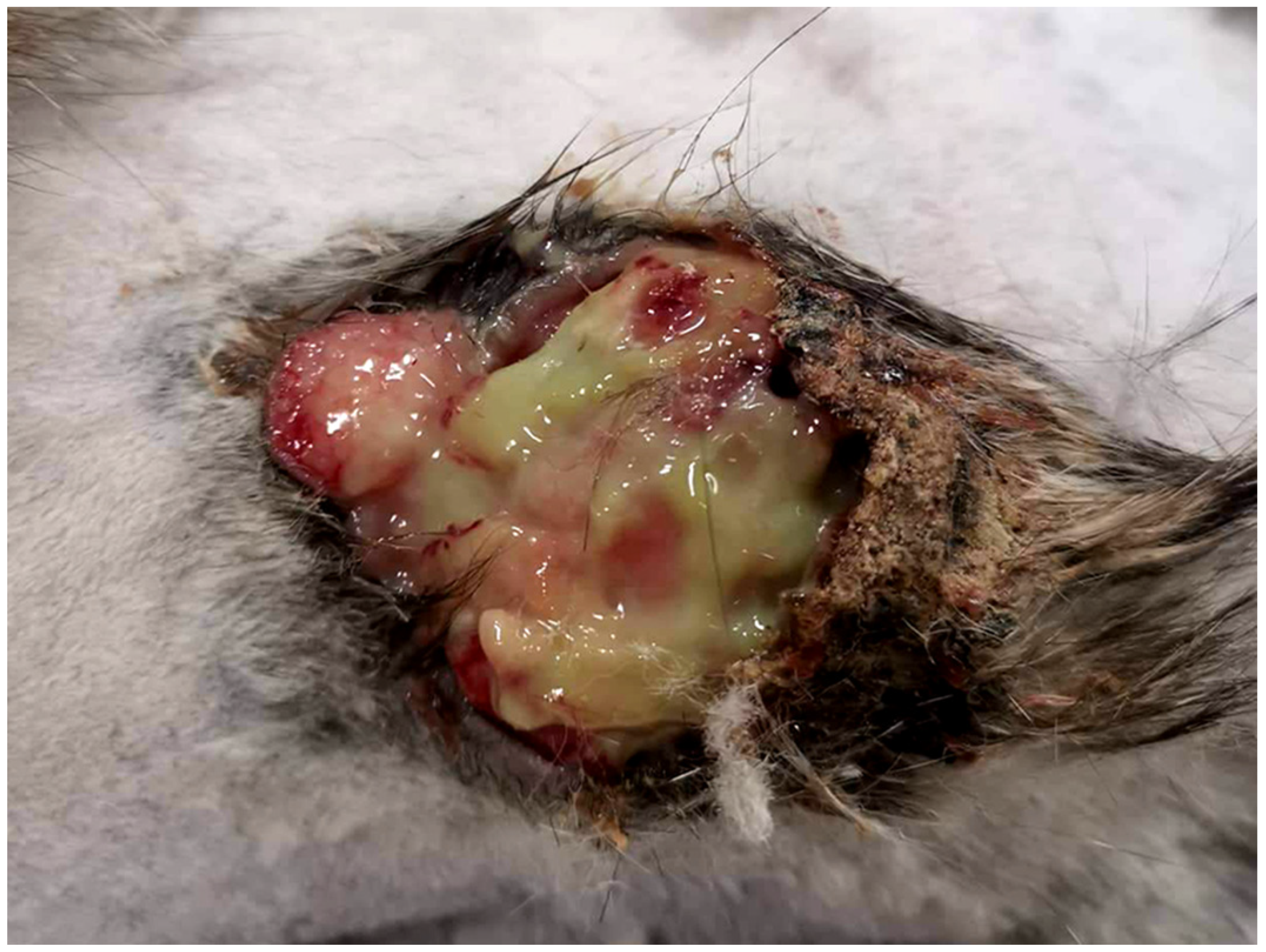 Vetsci 09 00671 g001 Vetsci 09 00671 g001