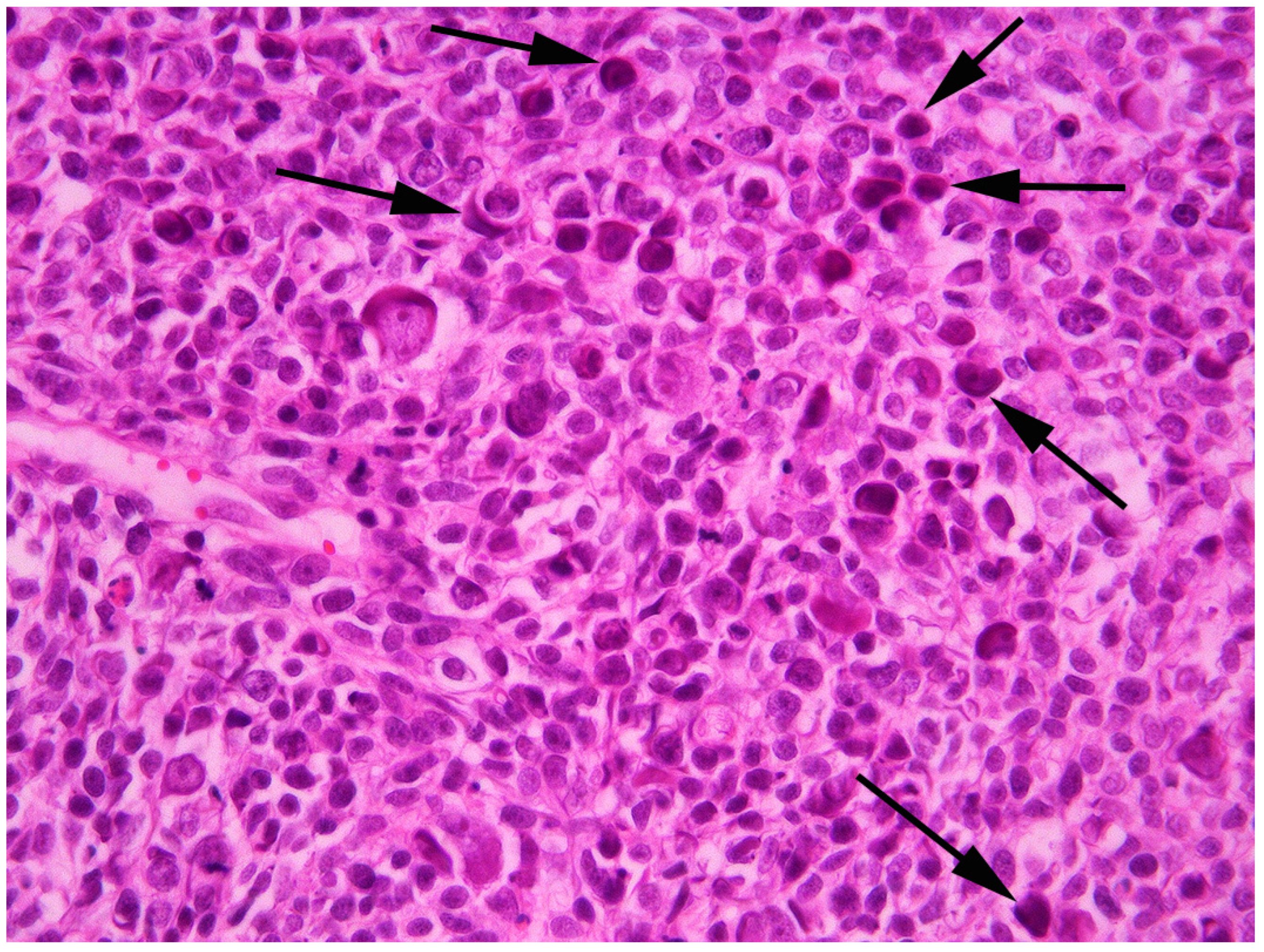 Vetsci 09 00671 g003 Vetsci 09 00671 g003