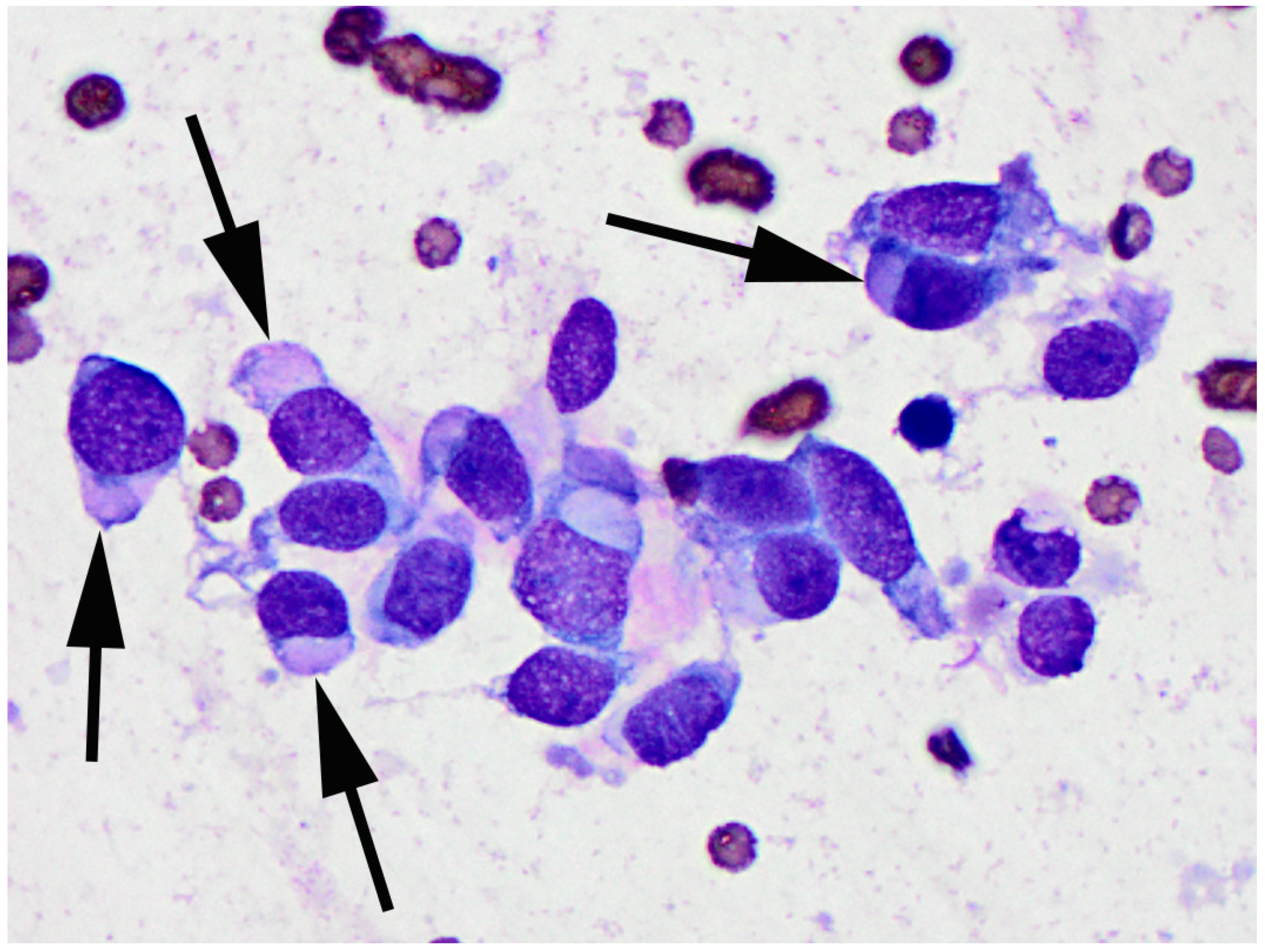 Vetsci 09 00671 g004 Vetsci 09 00671 g004