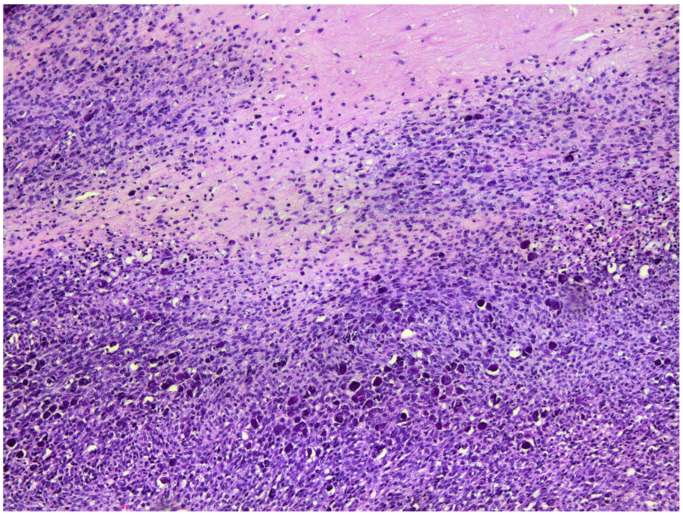 Vetsci 09 00671 g005 Vetsci 09 00671 g005