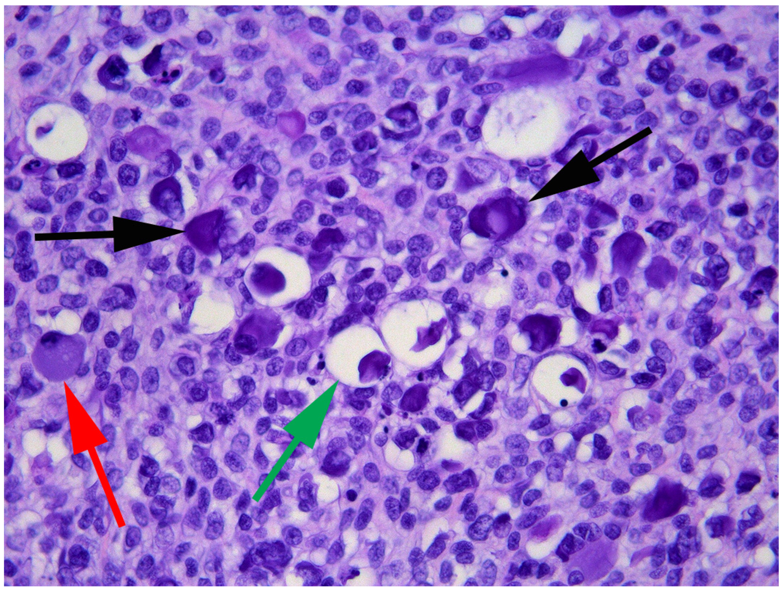 Vetsci 09 00671 g006 Vetsci 09 00671 g006