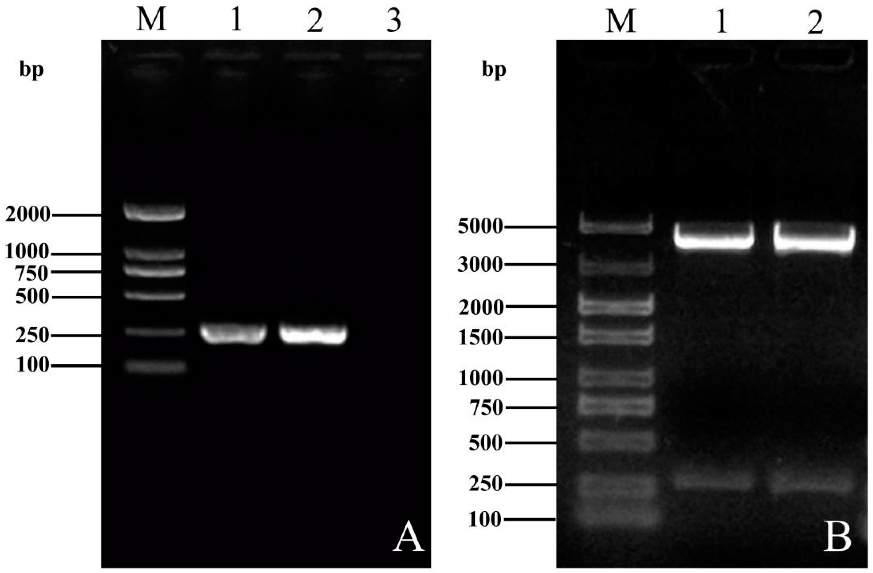 Vetsci 09 00676 g002