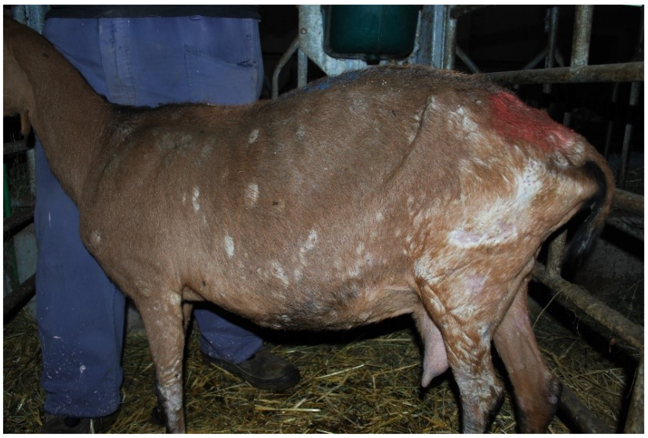 Vetsci 09 00677 g002