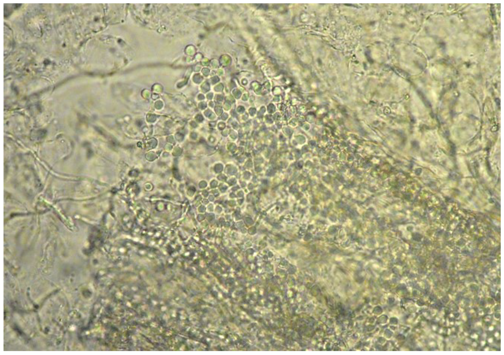 Vetsci 09 00677 g004