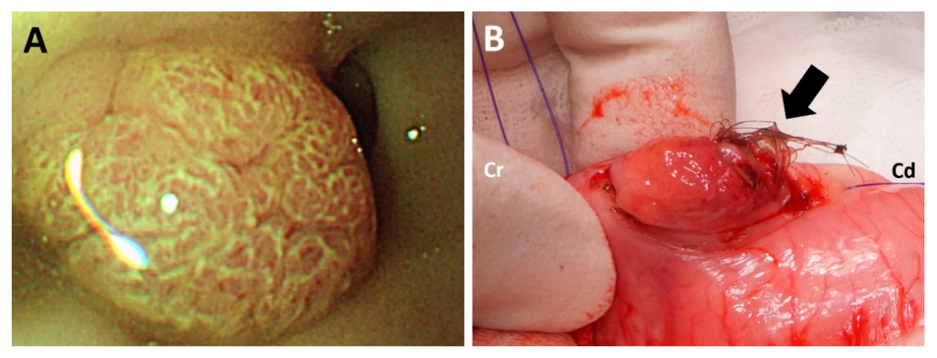 Vetsci 09 00680 g003