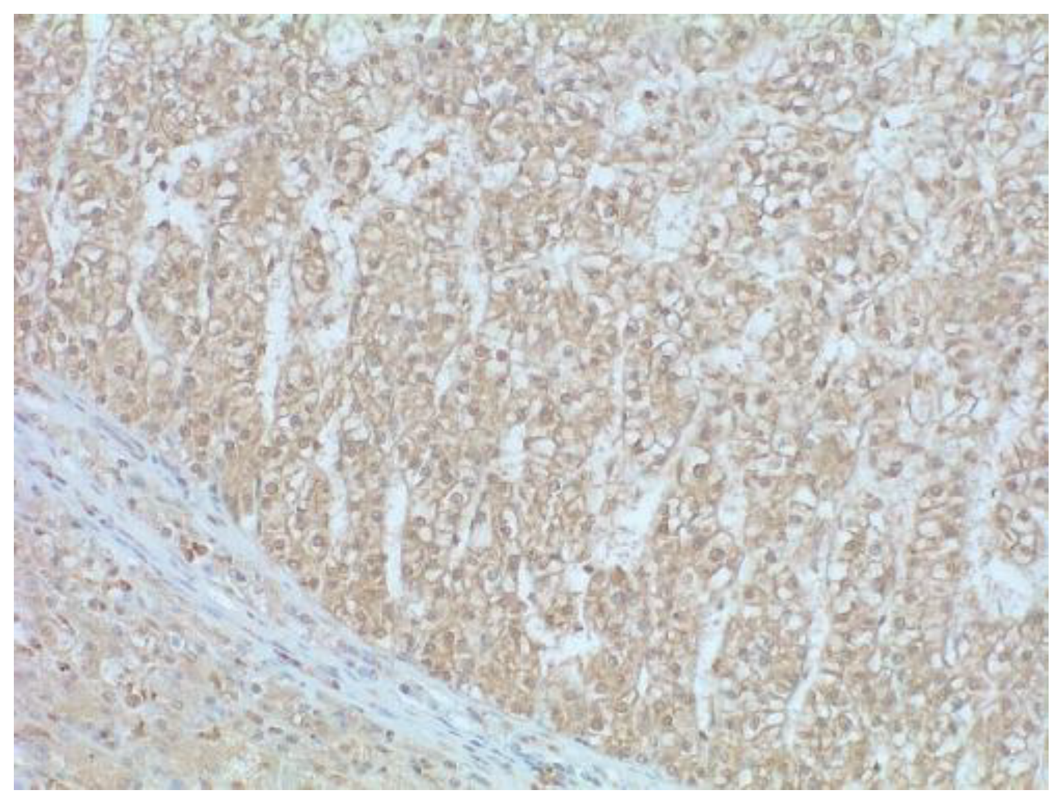 Vetsci 09 00689 g001 Vetsci 09 00689 g001