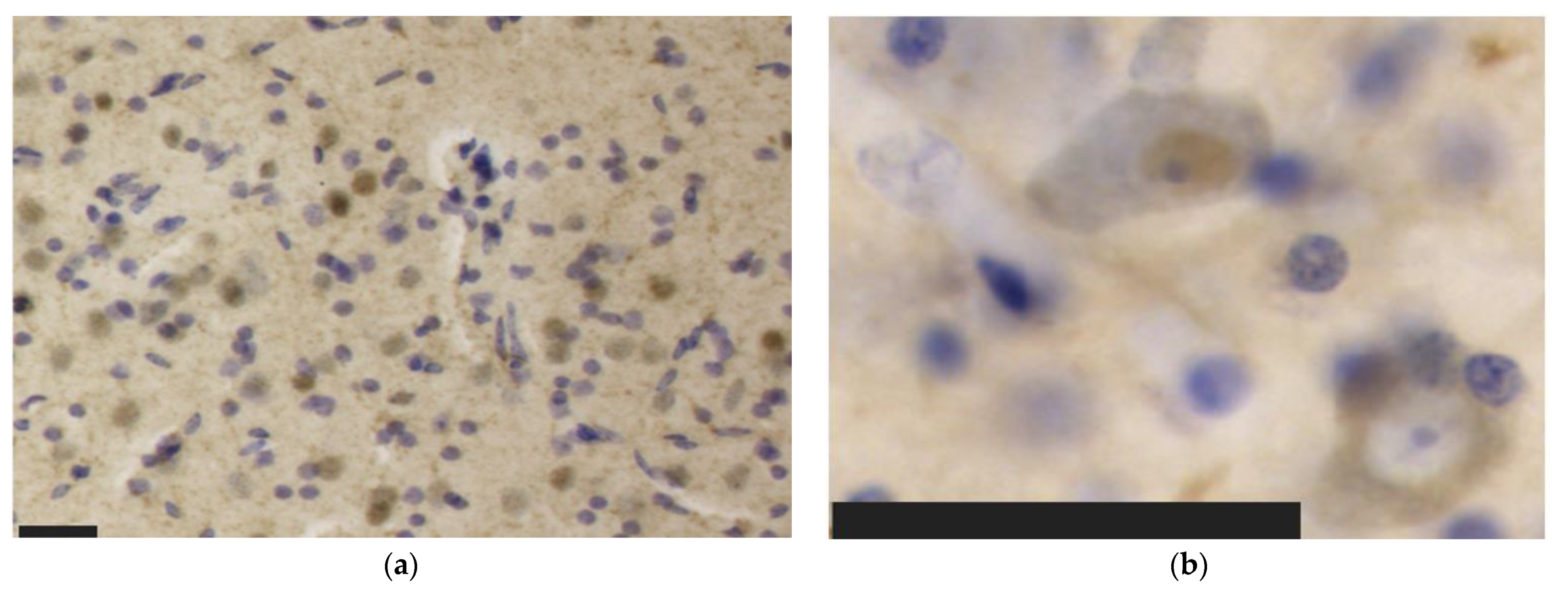 Vetsci 09 00692 g004a