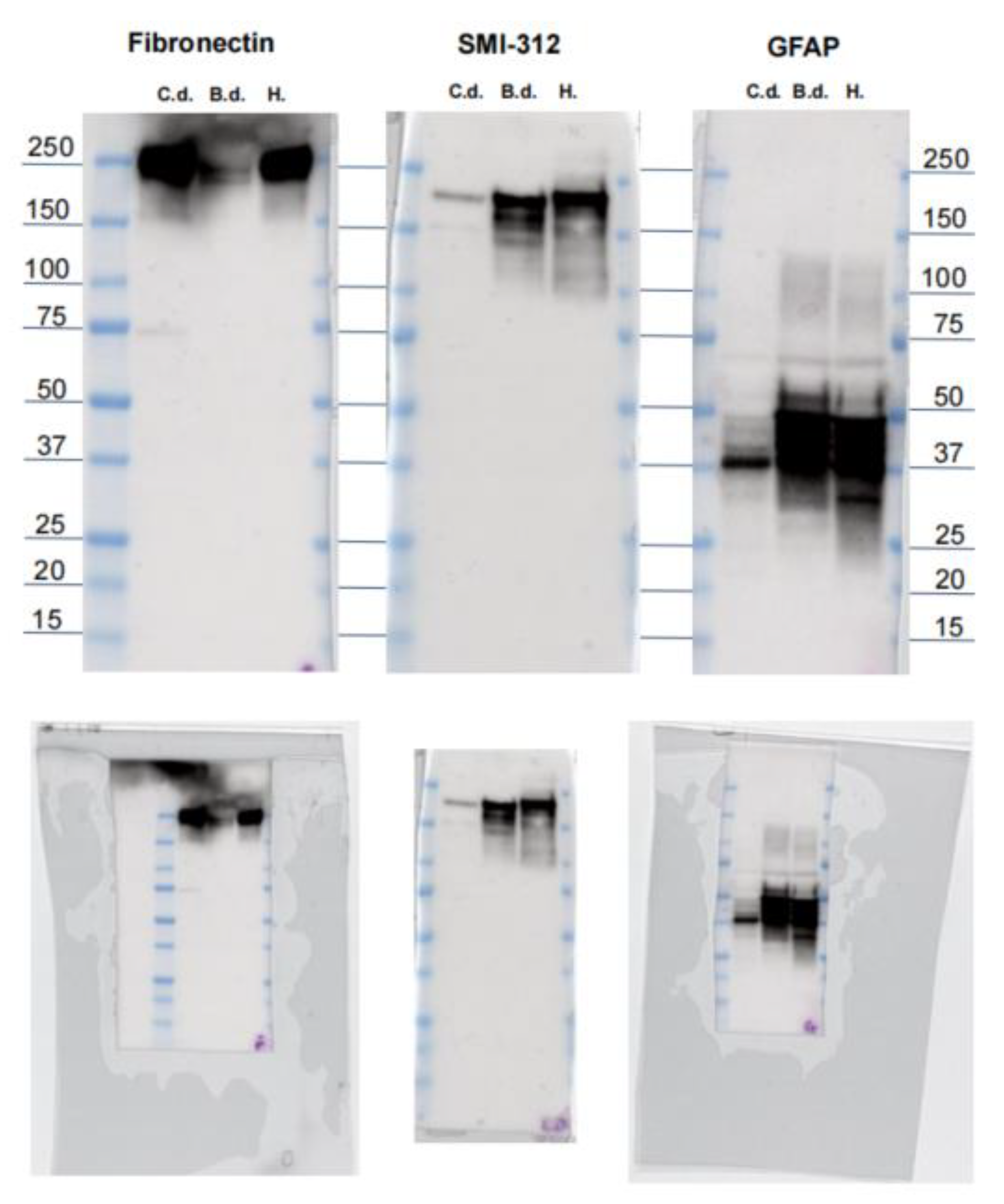 Vetsci 09 00692 g0a1