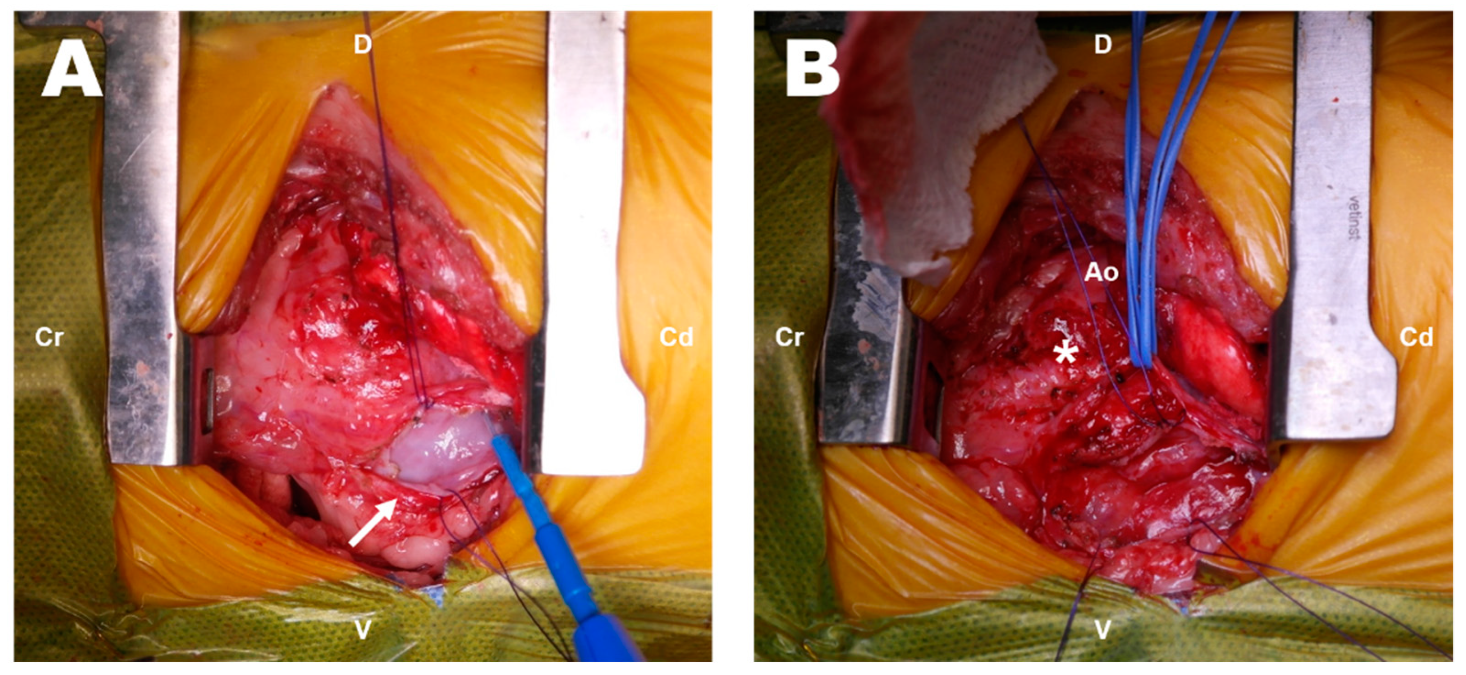 Vetsci 09 00694 g002