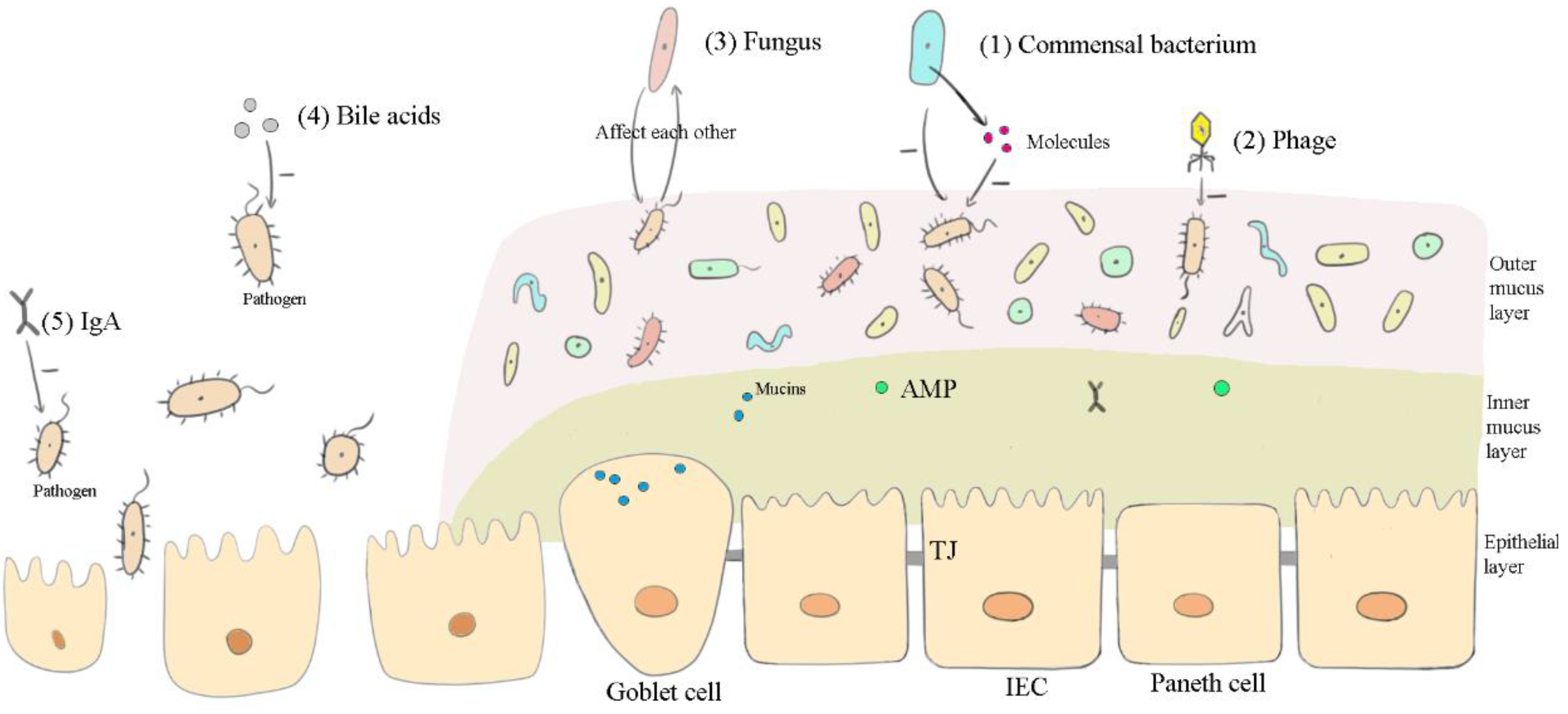 Vetsci 09 00695 g001