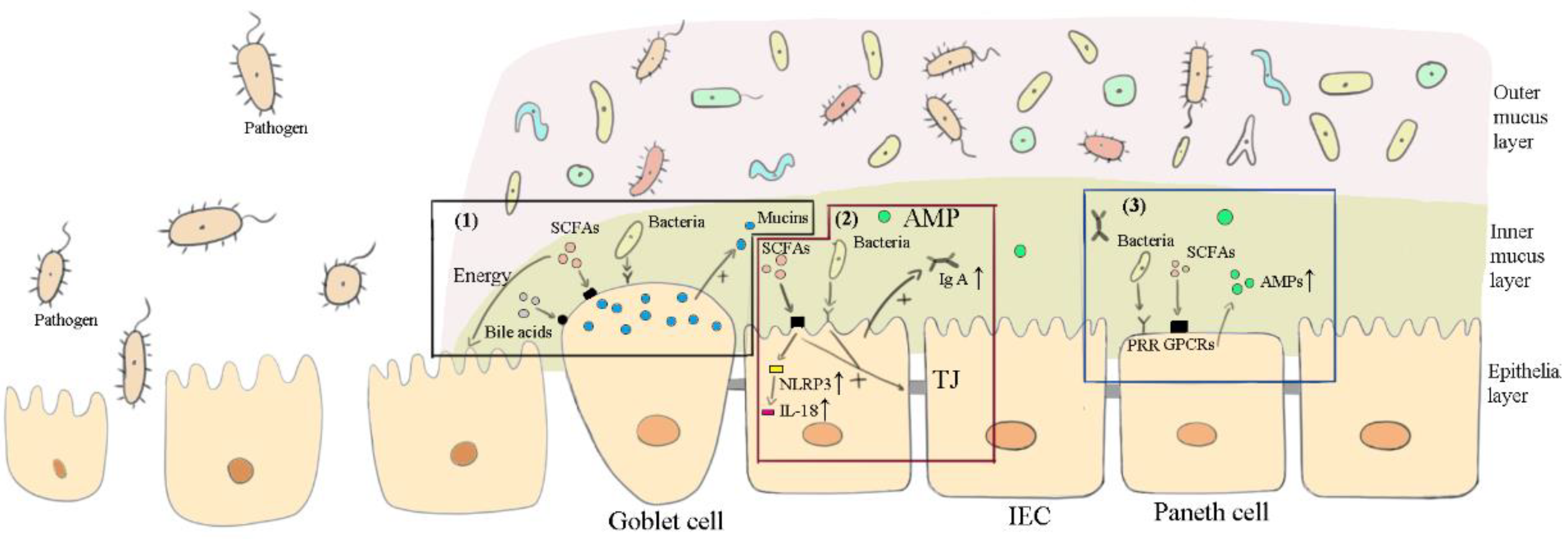 Vetsci 09 00695 g002