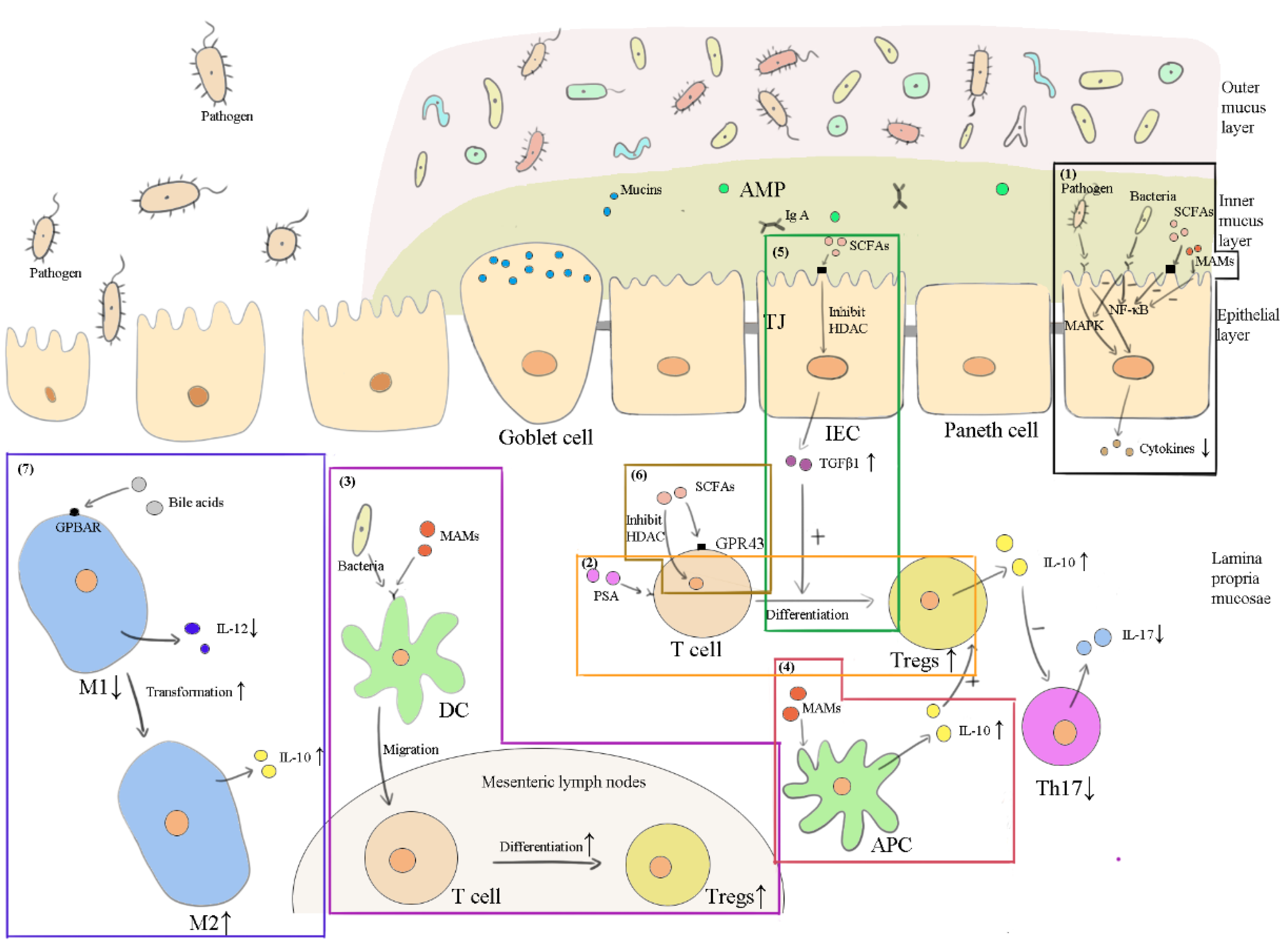 Vetsci 09 00695 g003