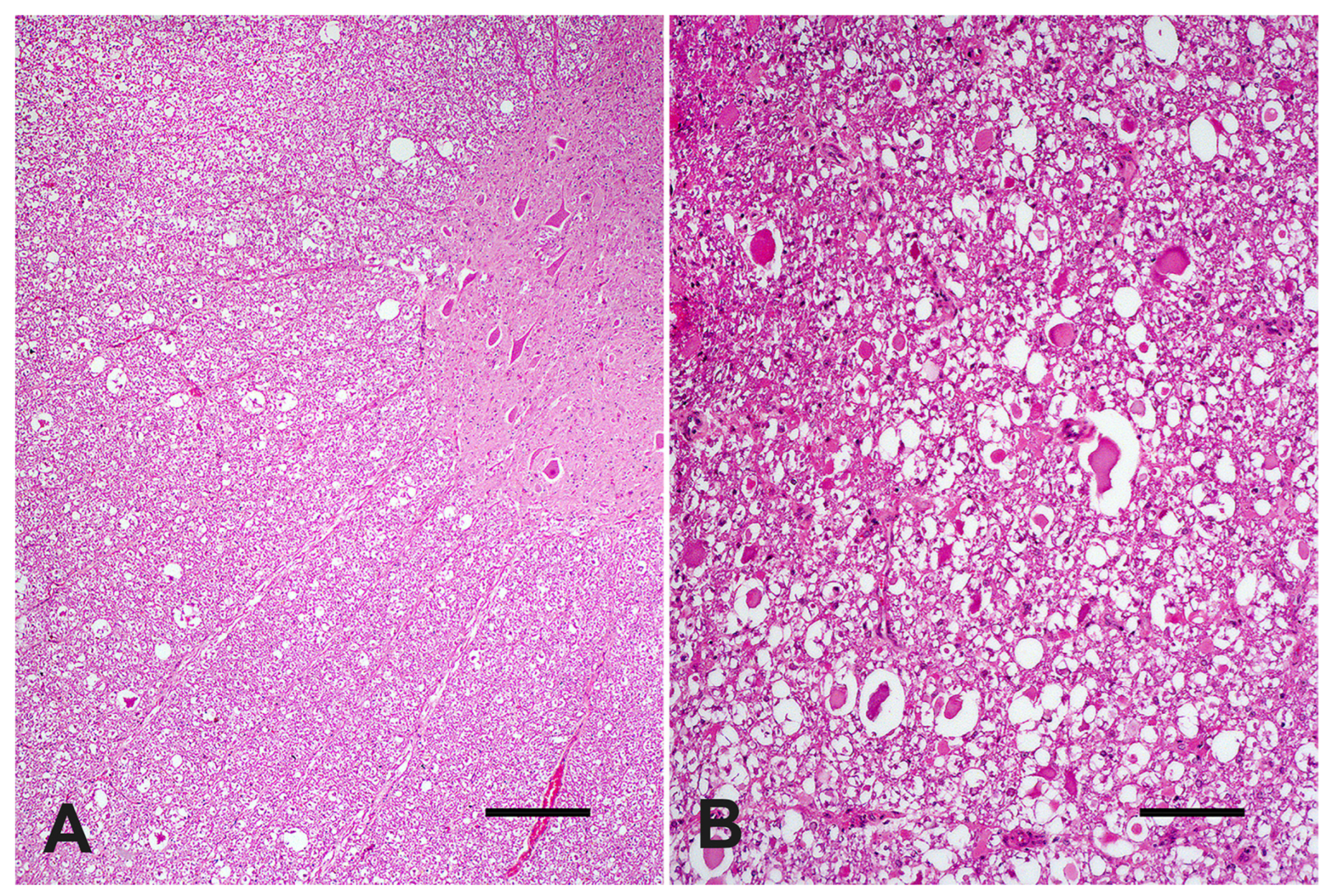 Vetsci 09 00699 g003