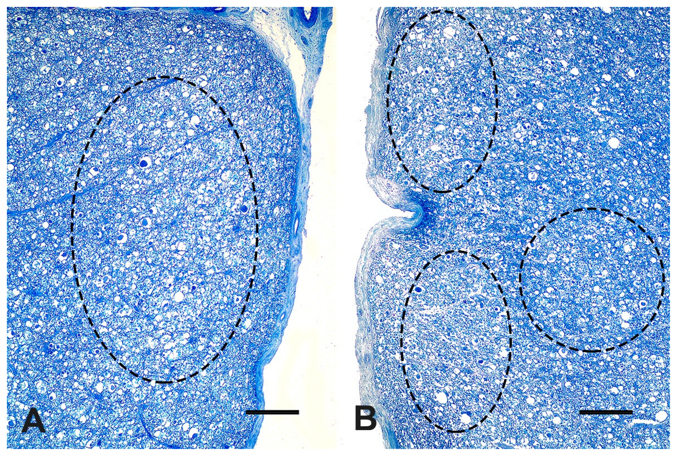 Vetsci 09 00699 g004