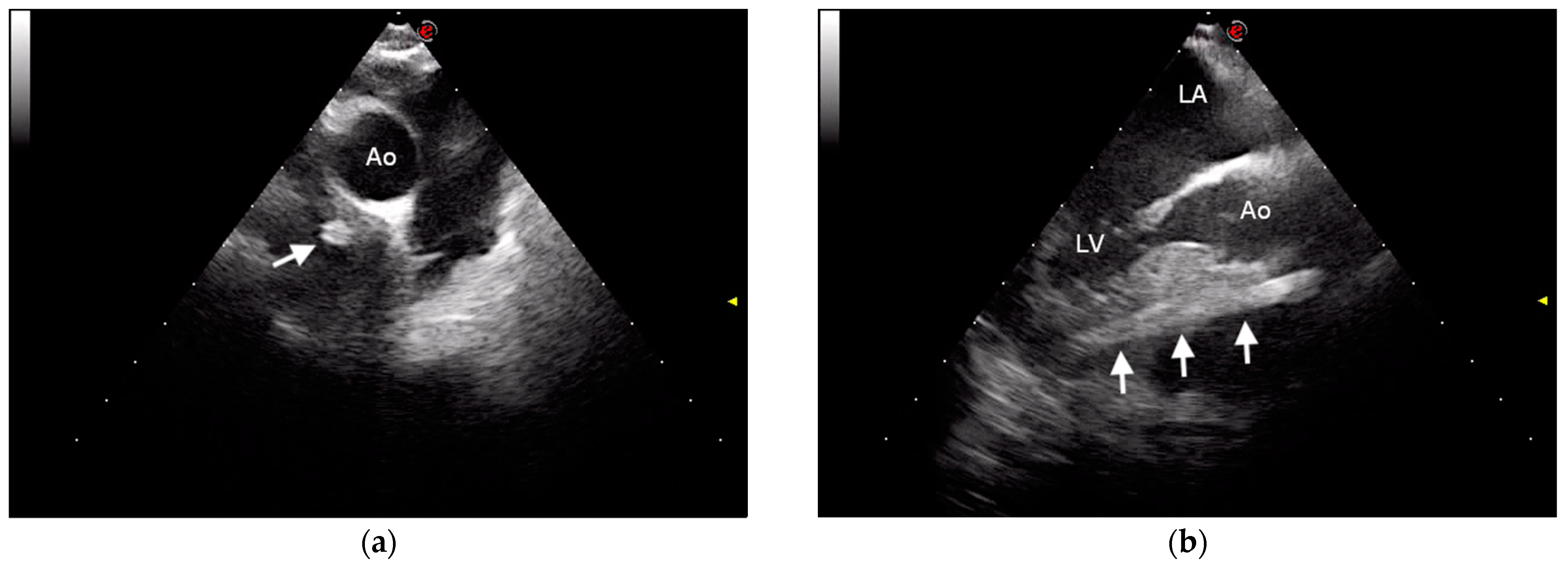 Vetsci 09 00700 g004