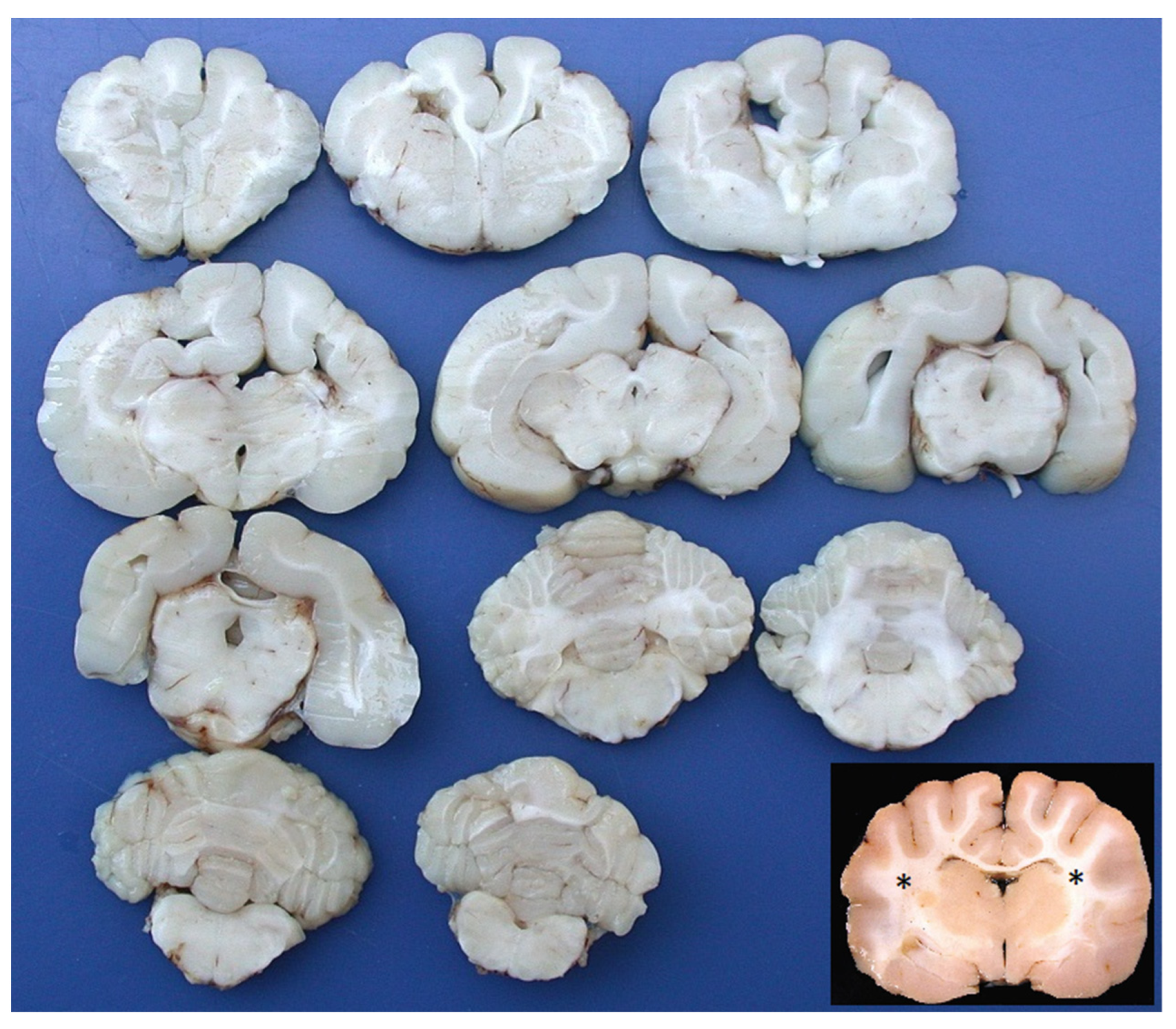 Vetsci 10 00007 g001 Vetsci 10 00007 g001