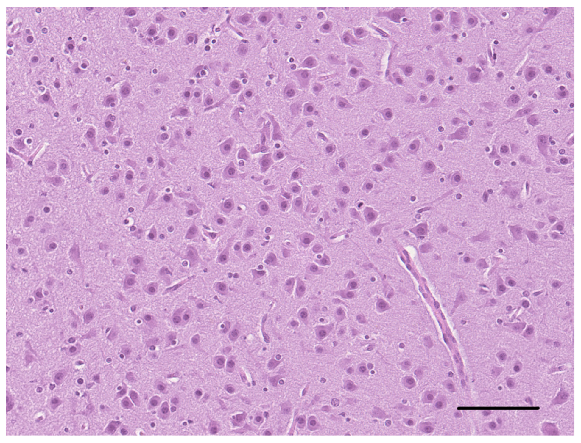 Vetsci 10 00007 g005 Vetsci 10 00007 g005