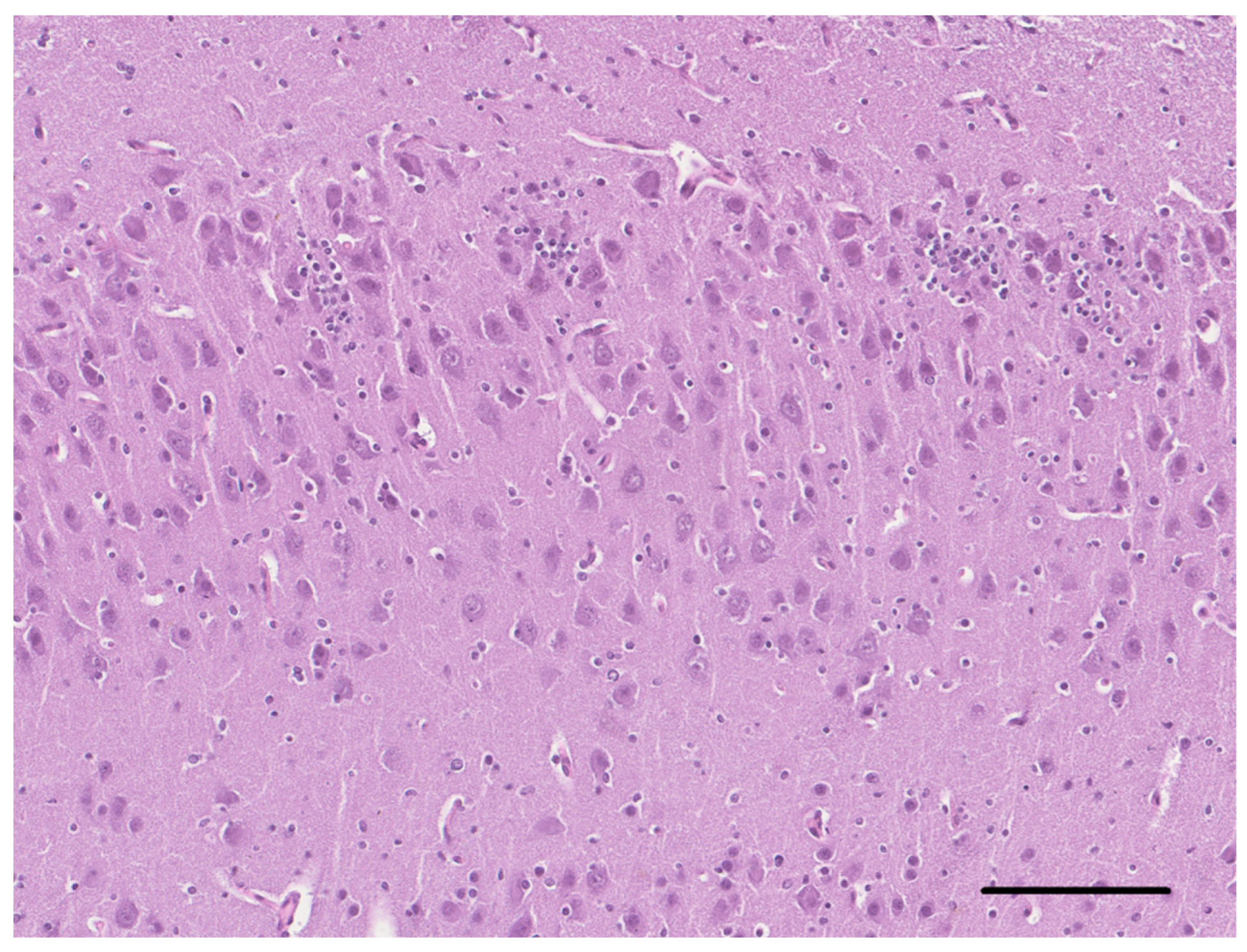 Vetsci 10 00007 g006 Vetsci 10 00007 g006