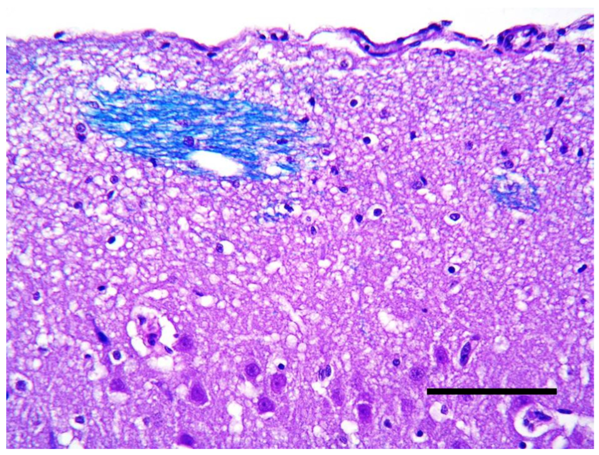 Vetsci 10 00007 g008 Vetsci 10 00007 g008