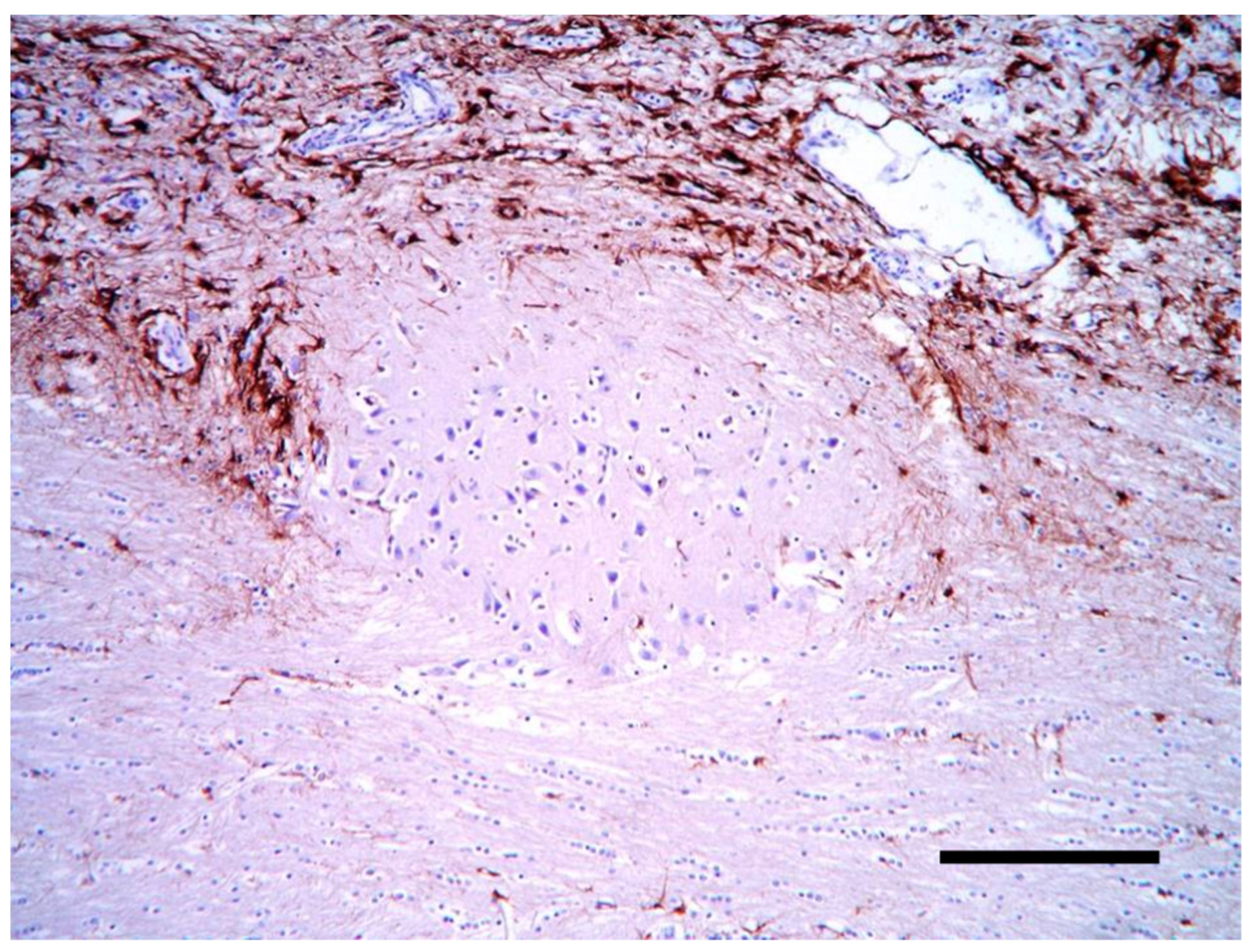 Vetsci 10 00007 g009 Vetsci 10 00007 g009