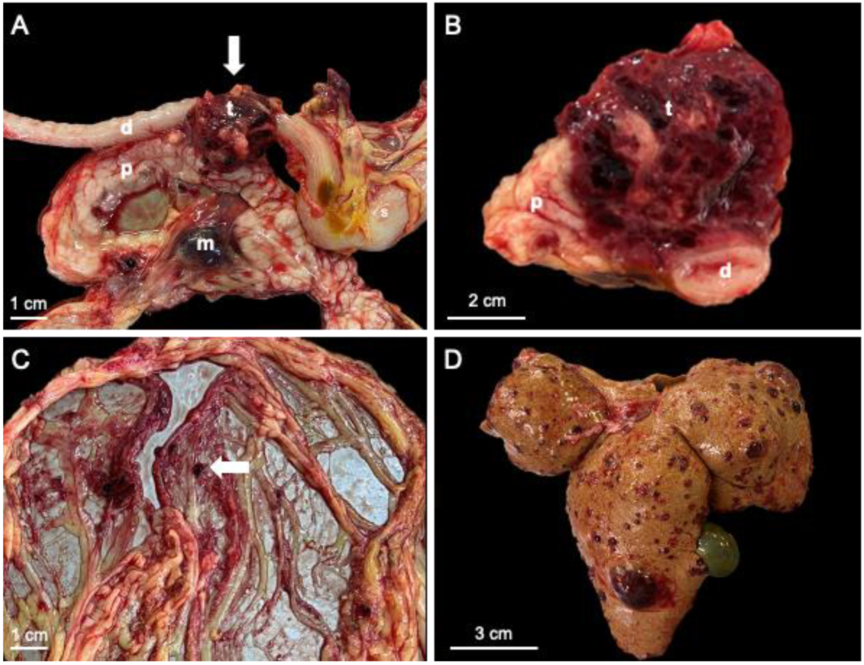 Vetsci 10 00008 g001 Vetsci 10 00008 g001