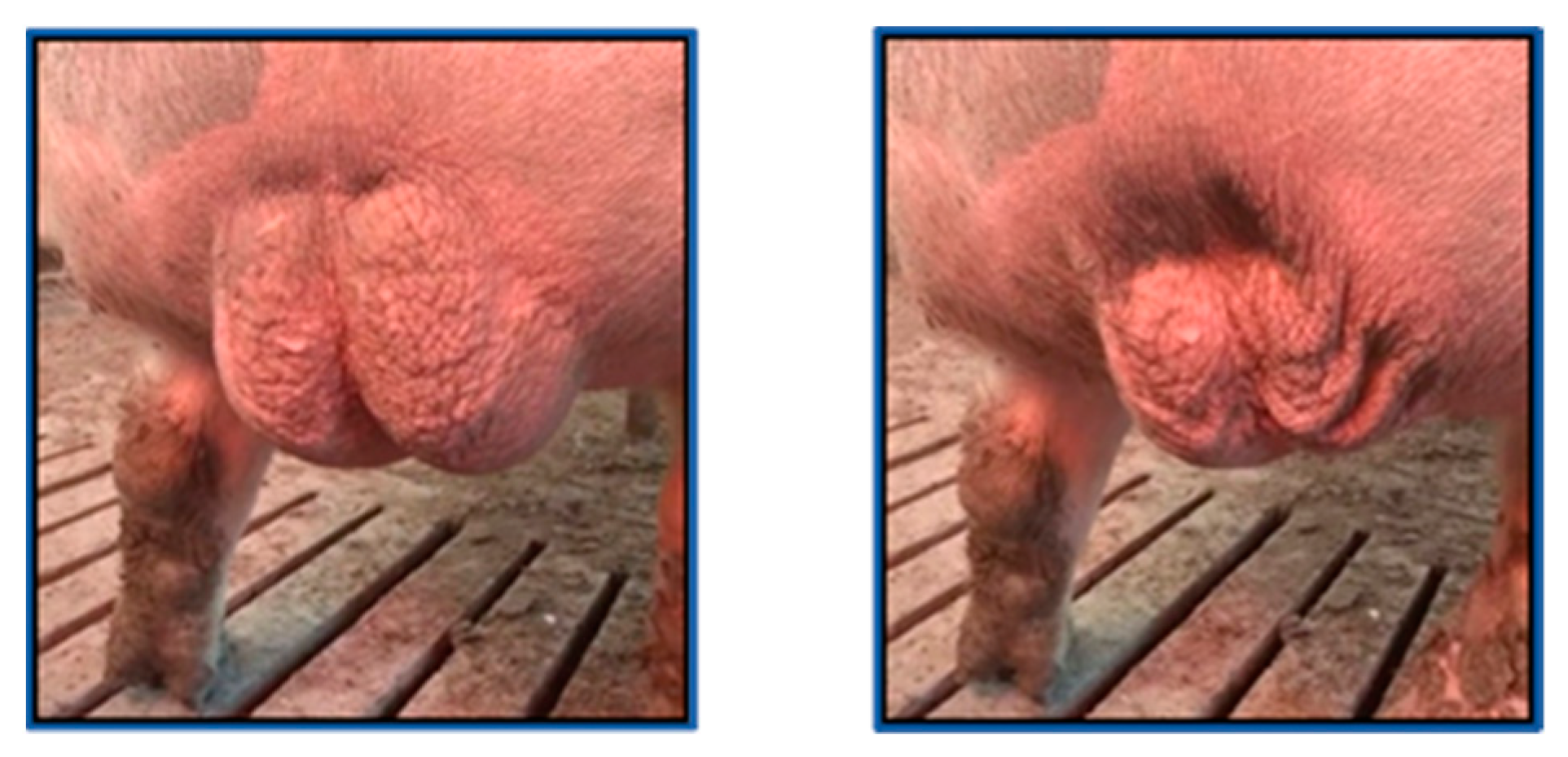 Vetsci 10 00009 g001 Vetsci 10 00009 g001