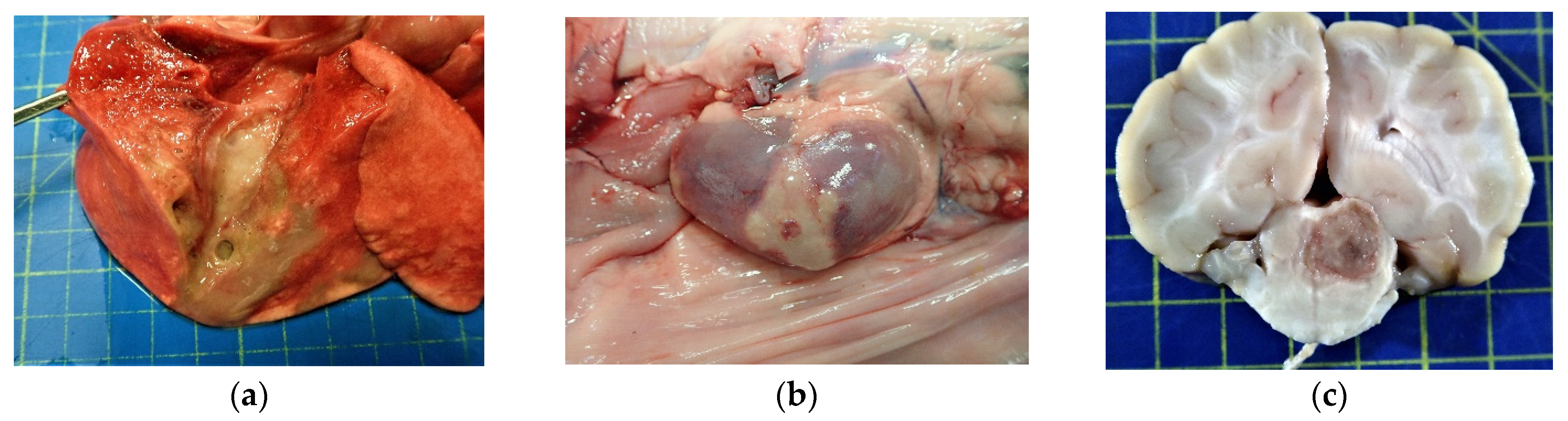 Vetsci 10 00028 g001a Vetsci 10 00028 g001a