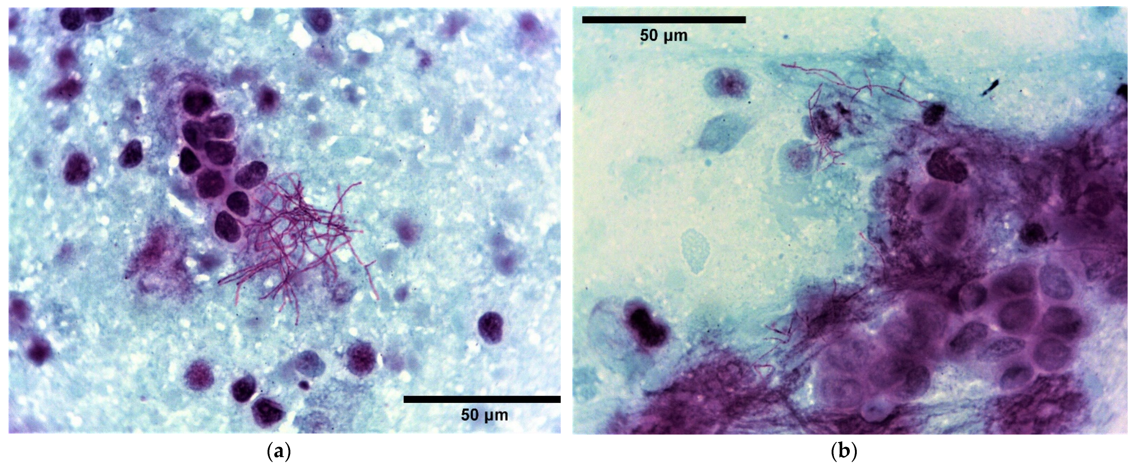 Vetsci 10 00028 g003 Vetsci 10 00028 g003