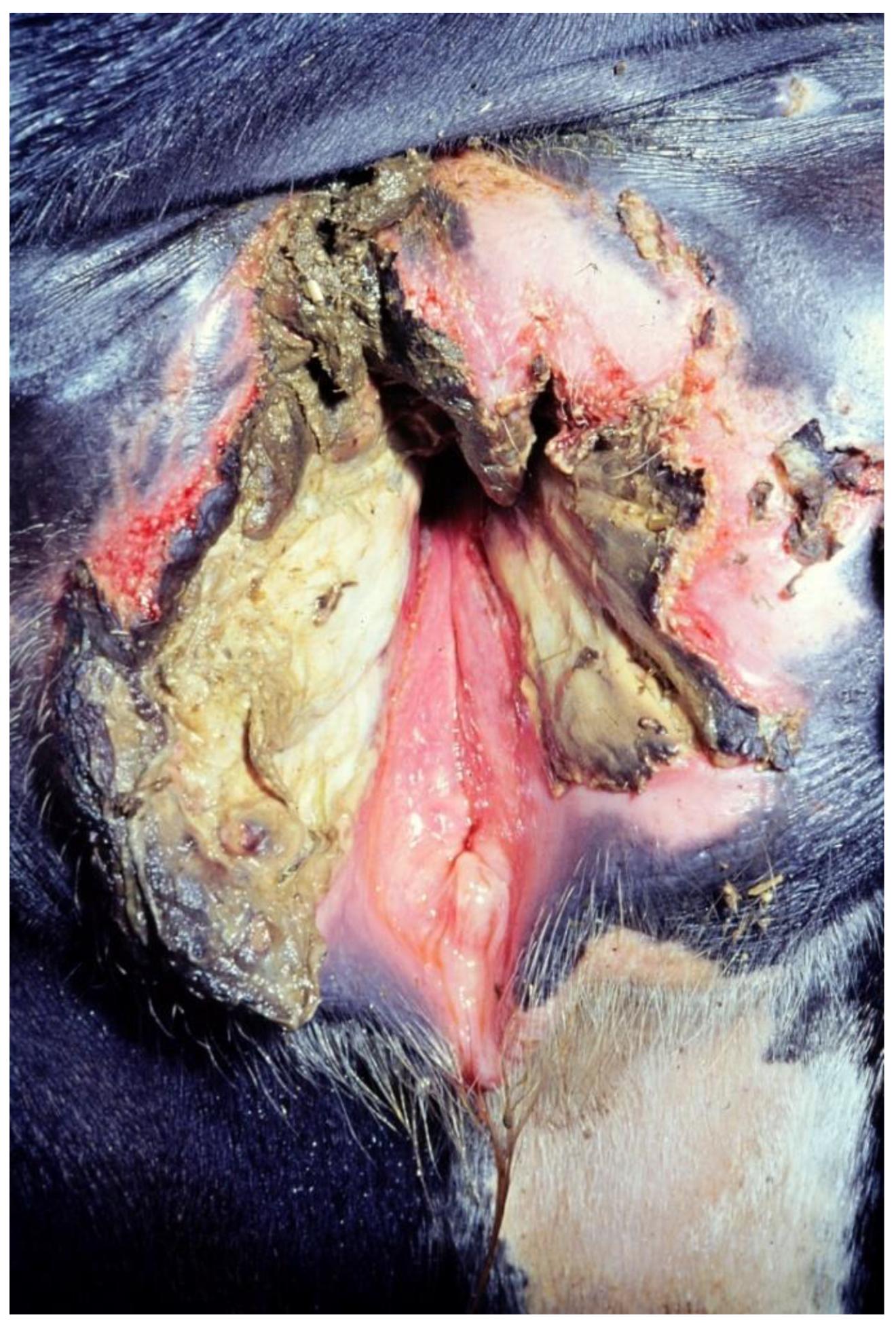 Vetsci 10 00043 g001 Vetsci 10 00043 g001