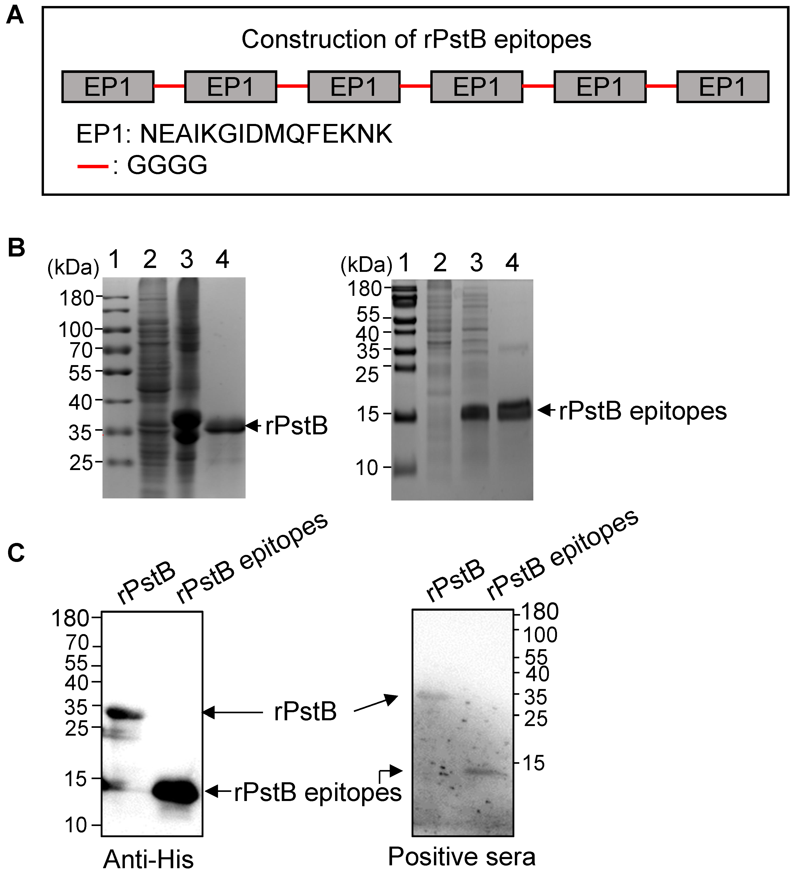 Vetsci 10 00048 g003 Vetsci 10 00048 g003